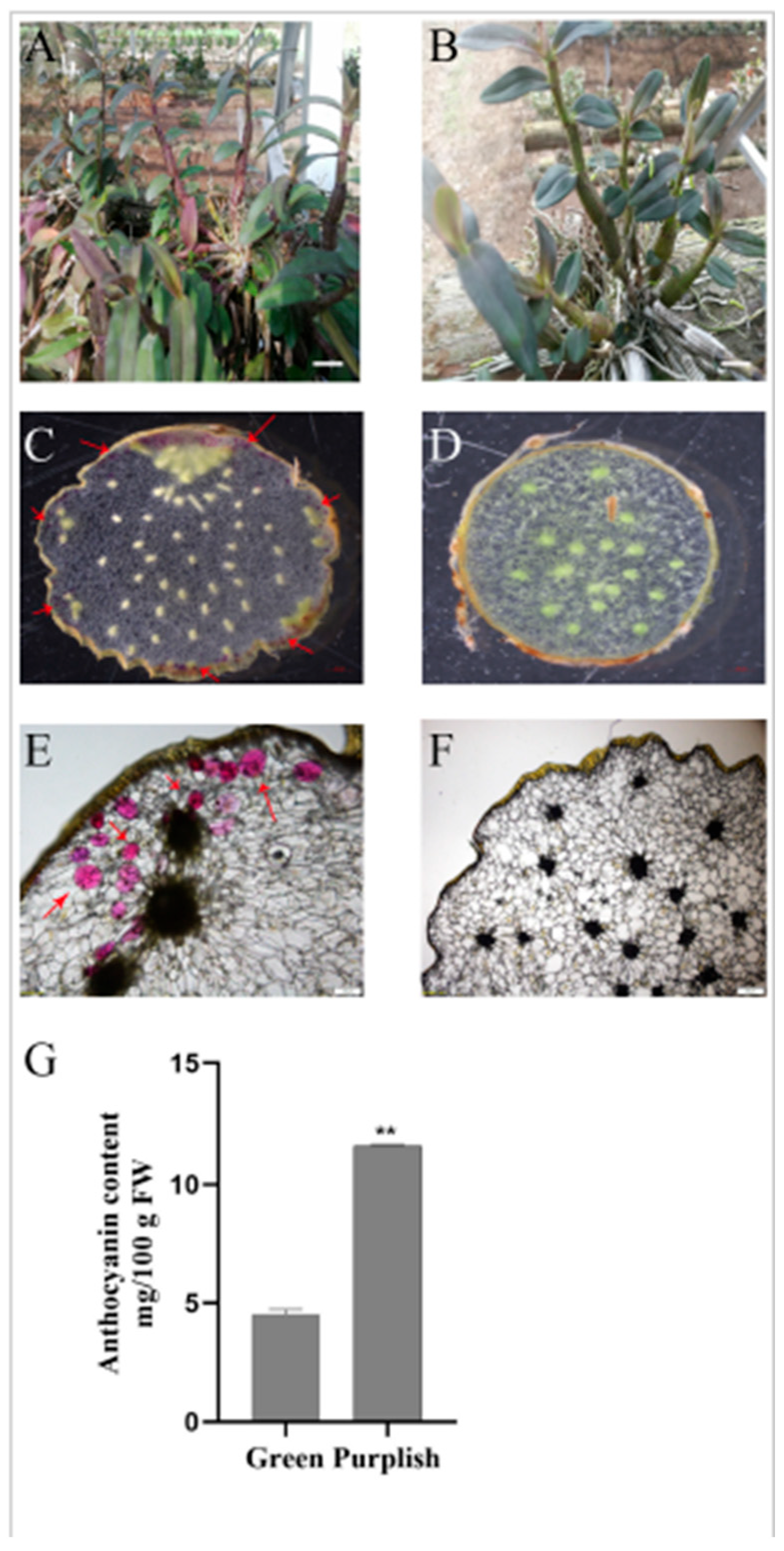 Horticulturae 11 00711 g001