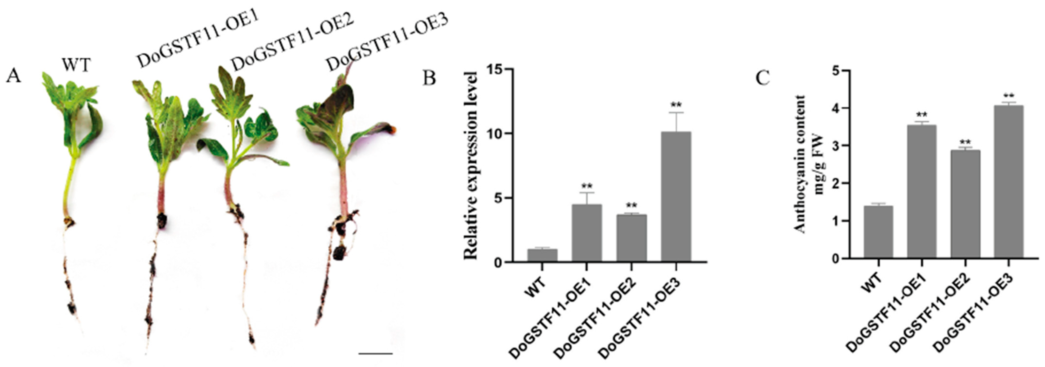 Horticulturae 11 00711 g004