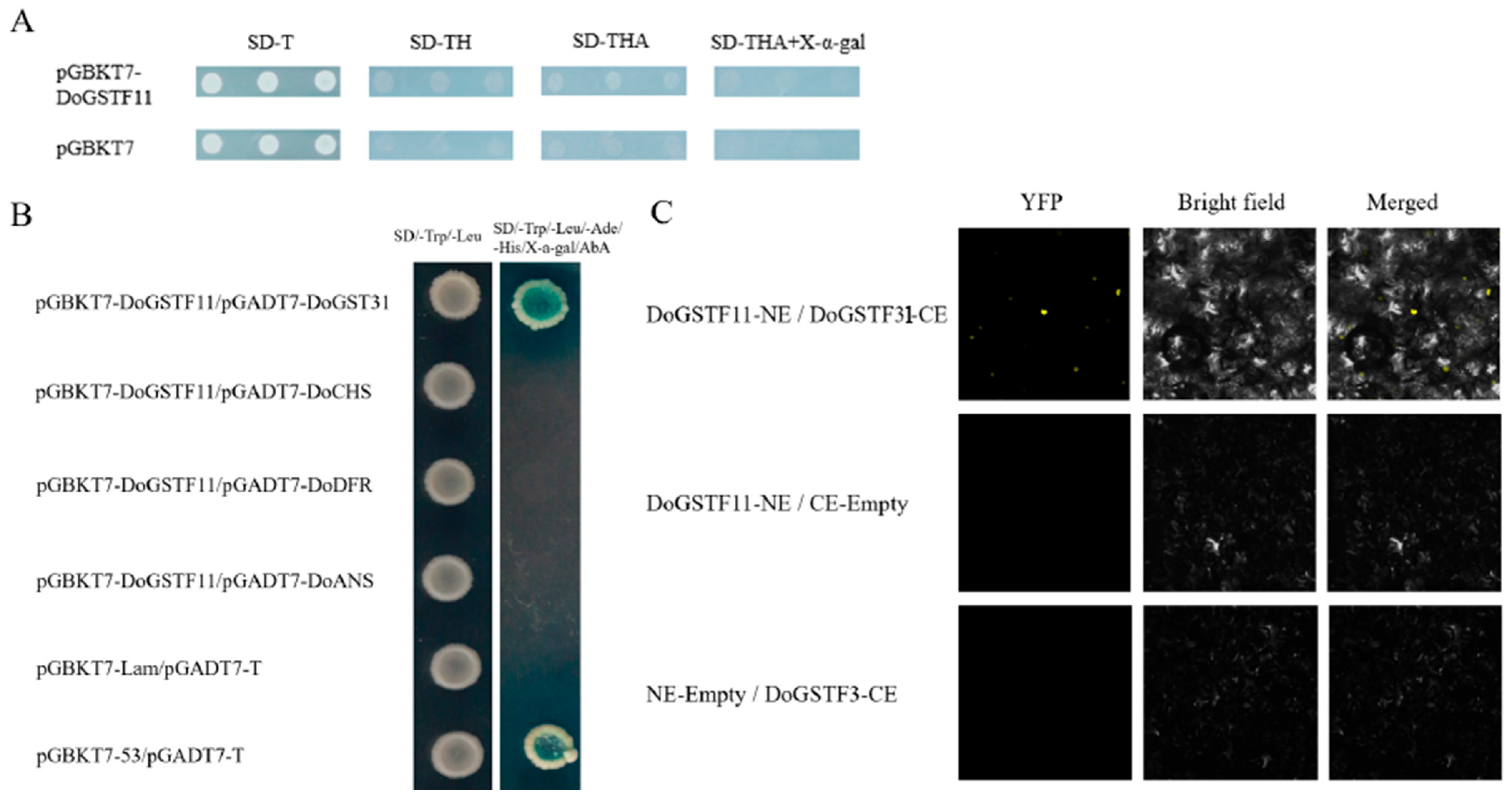 Horticulturae 11 00711 g005