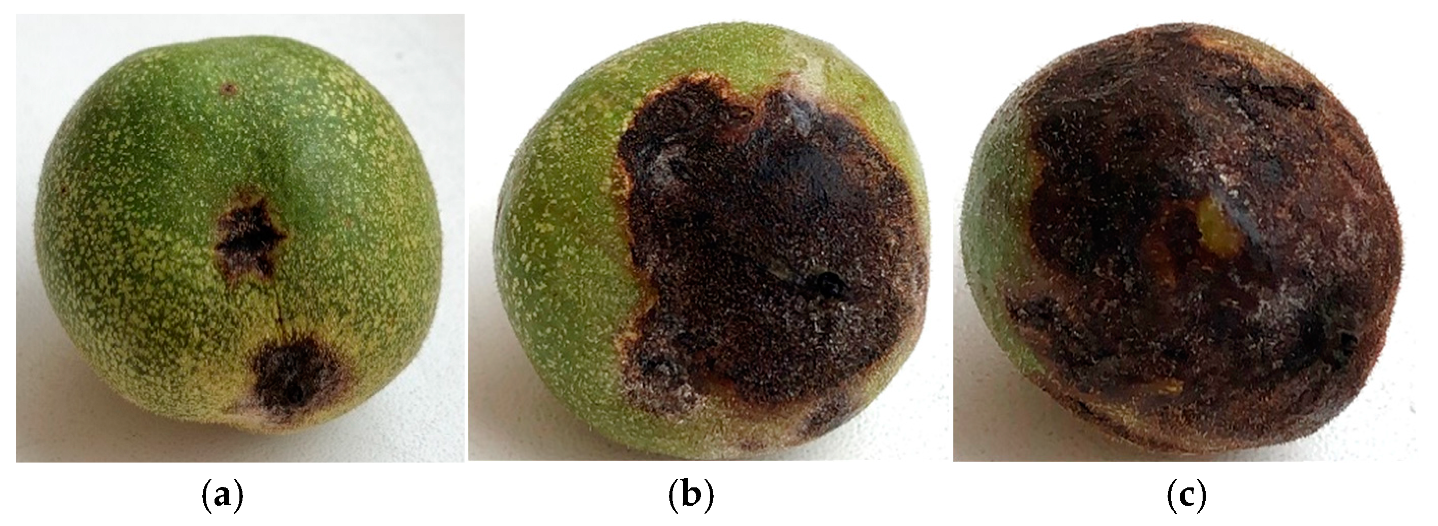 Horticulturae 11 00725 g001