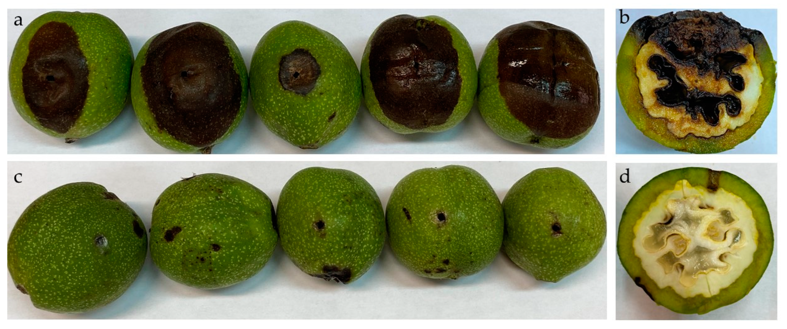 Horticulturae 11 00725 g009