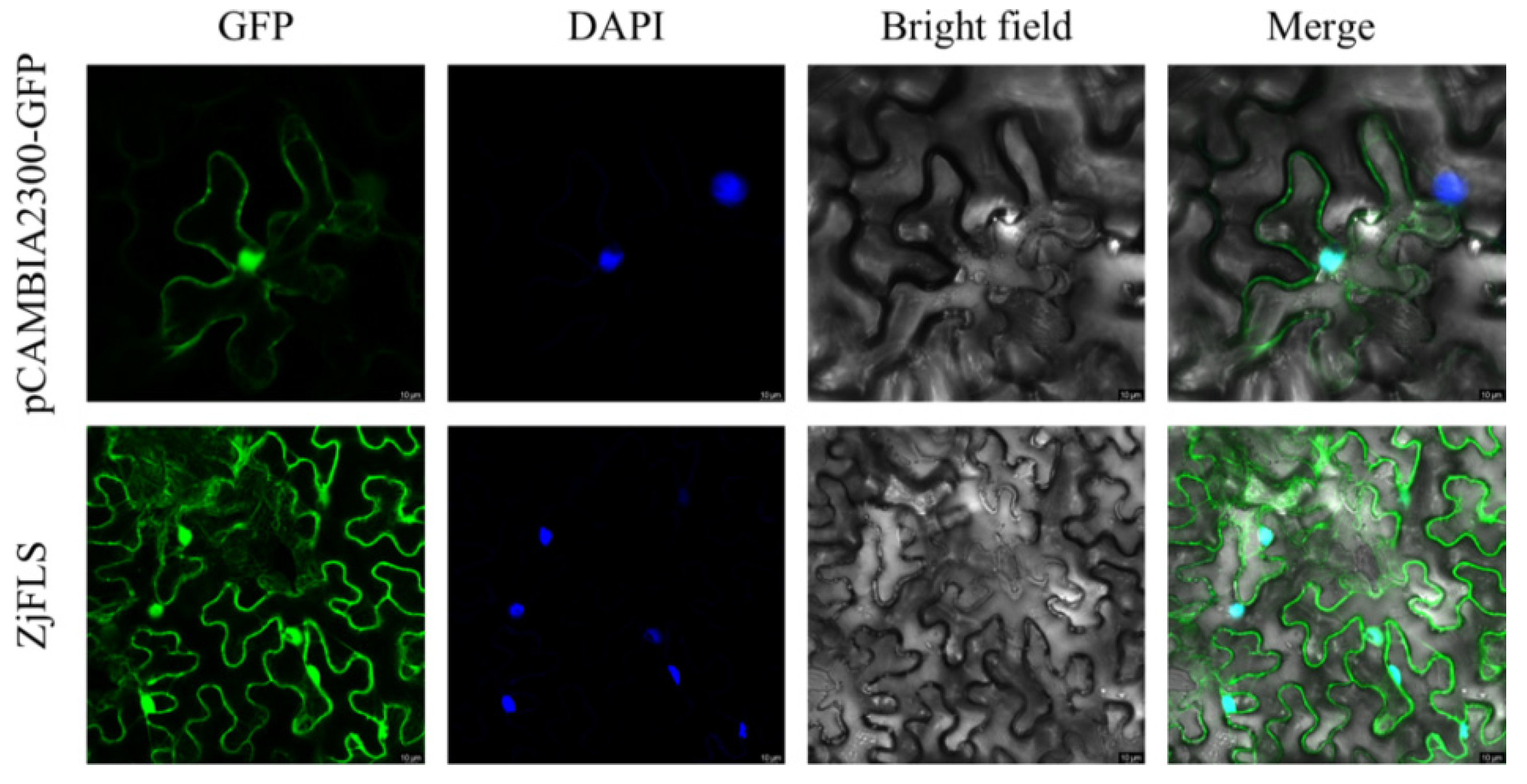 Horticulturae 11 00729 g005