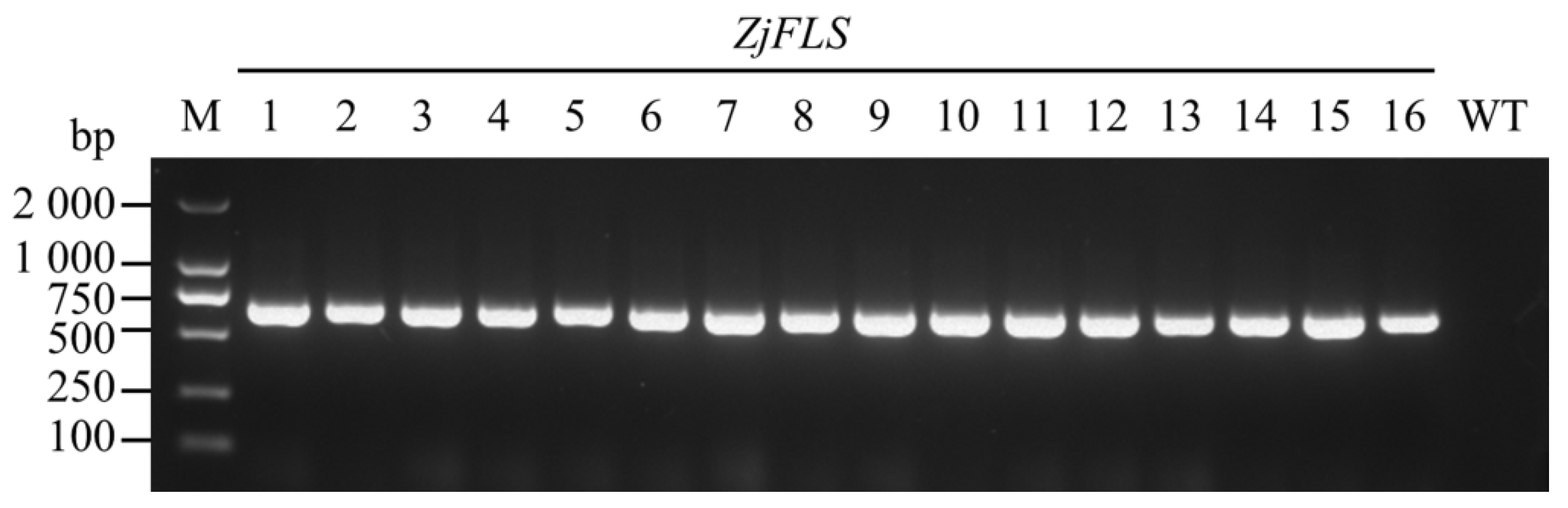 Horticulturae 11 00729 g007