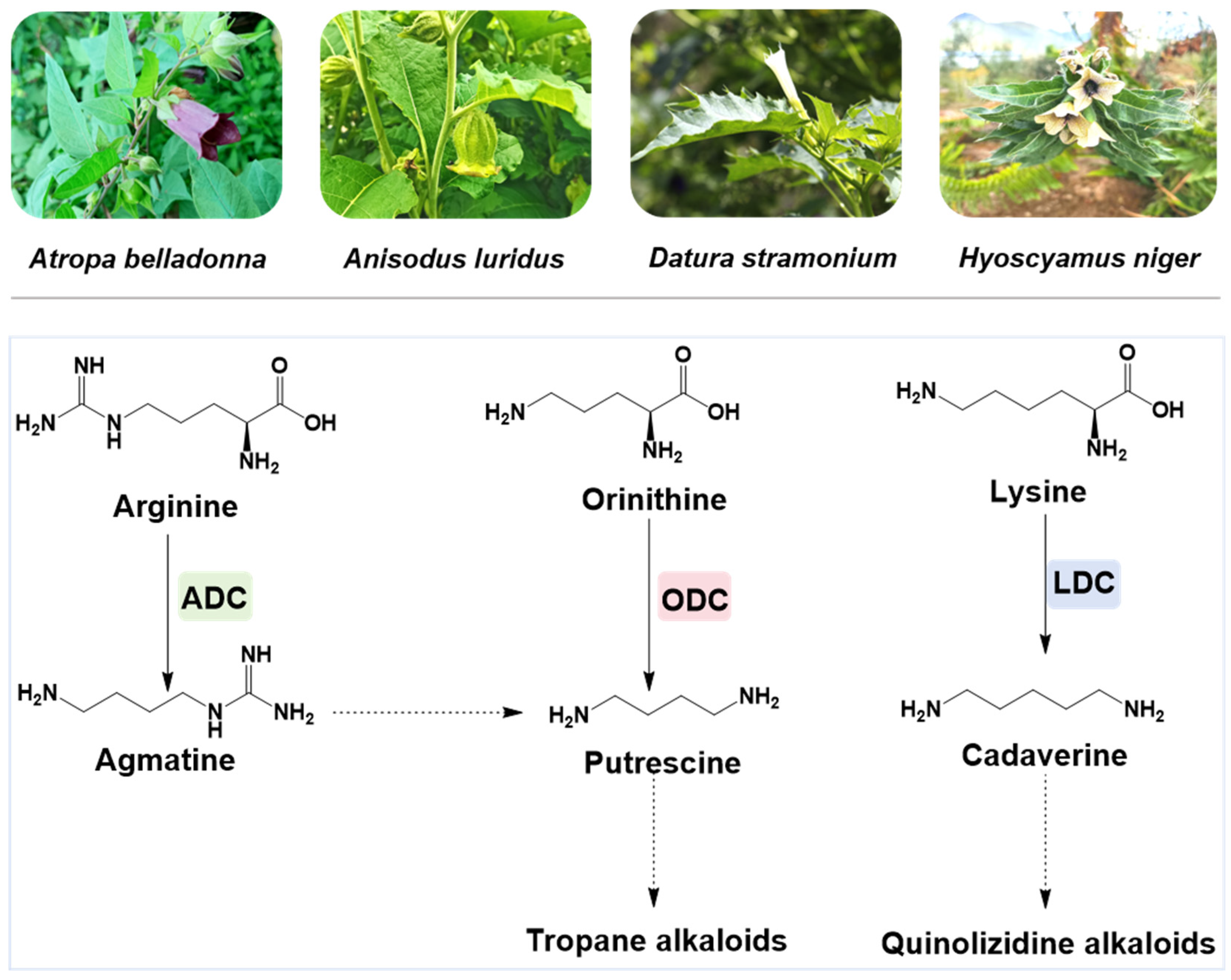 Horticulturae 11 00748 g001