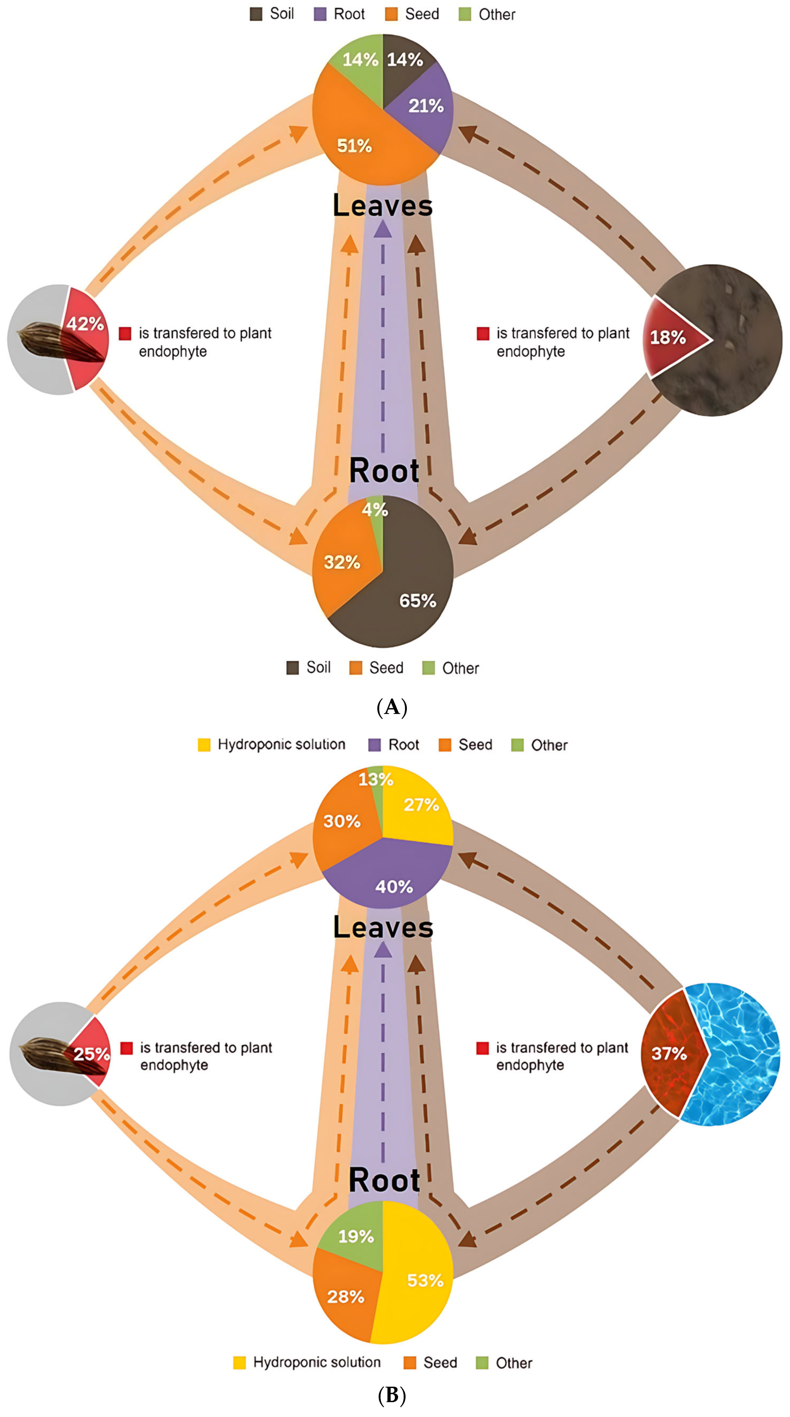 Horticulturae 11 00762 g006