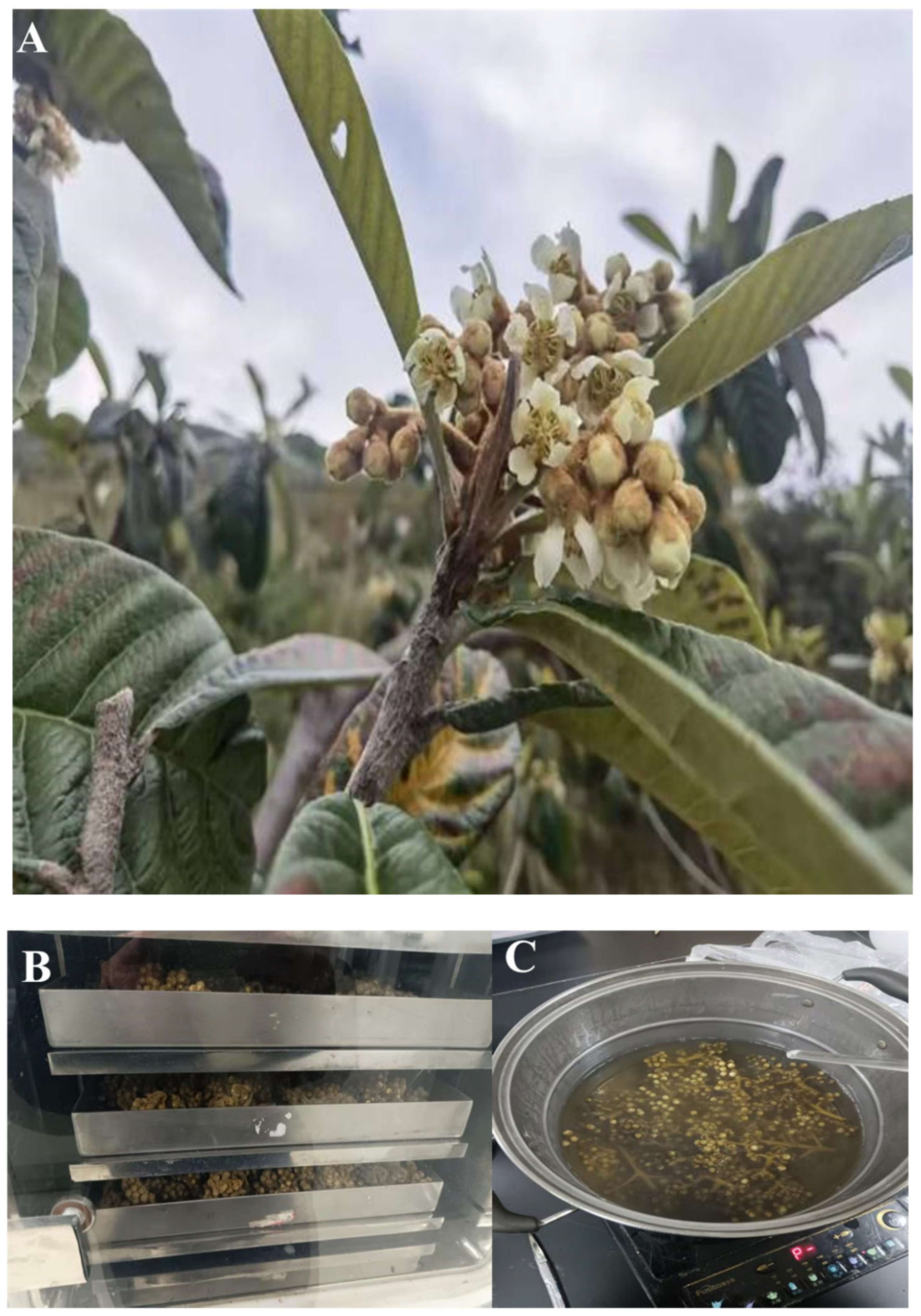 Horticulturae 11 00766 g001