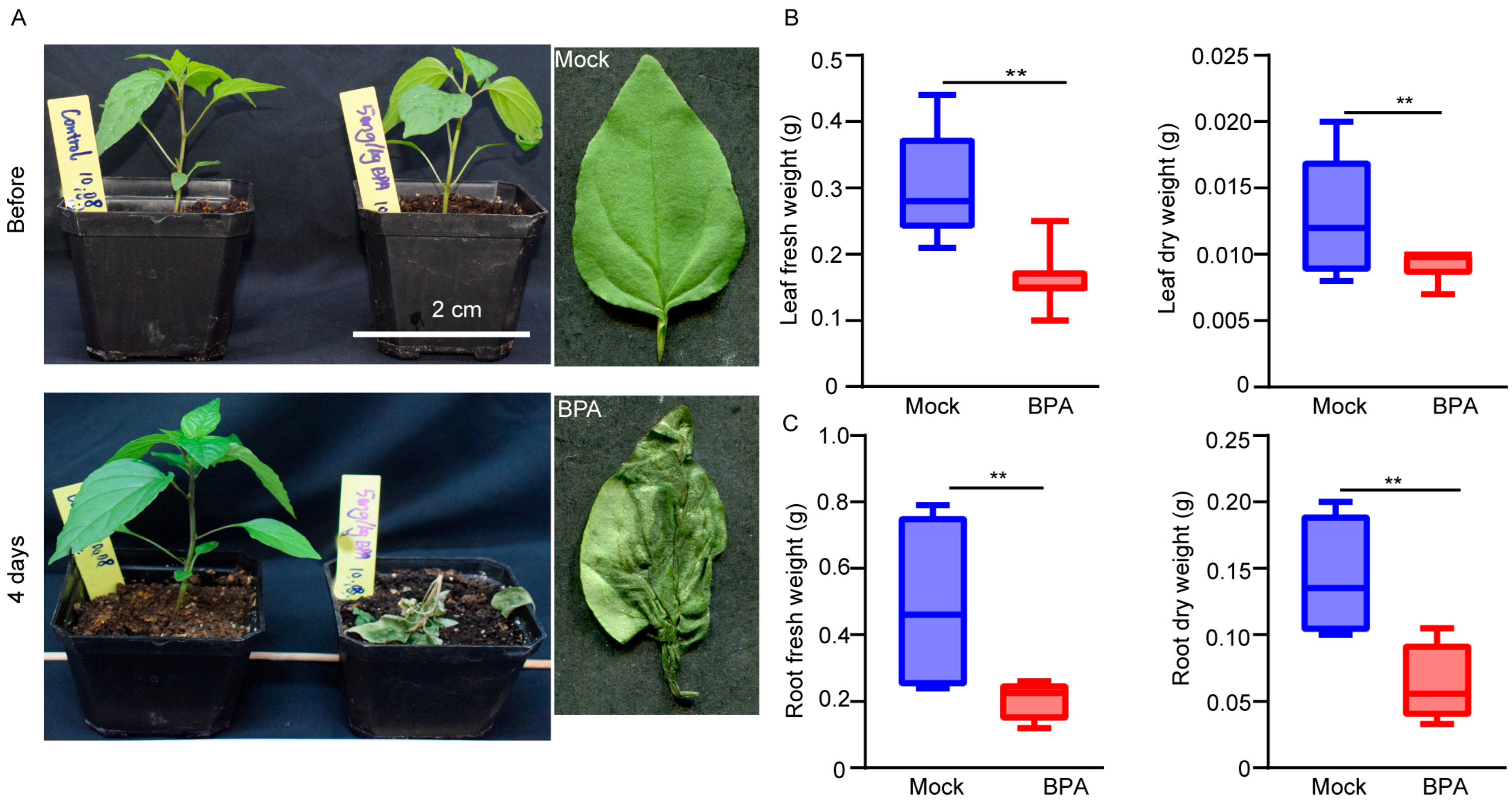 Horticulturae 11 00788 g002