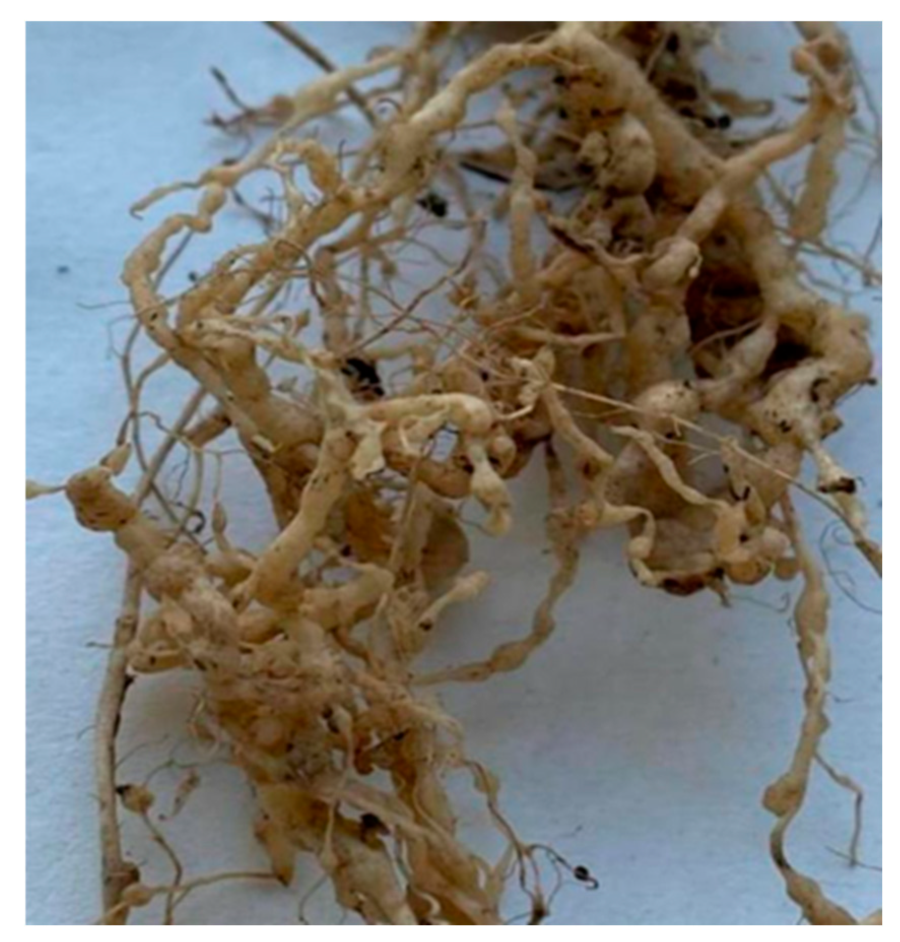 Horticulturae 11 00798 g004 Horticulturae 11 00798 g004