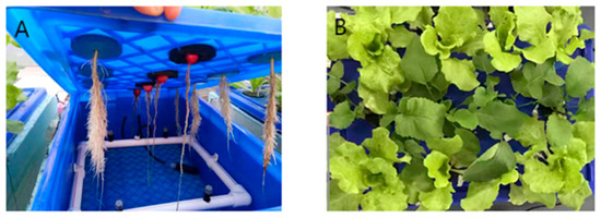 Horticulturae 11 00815 g0a1