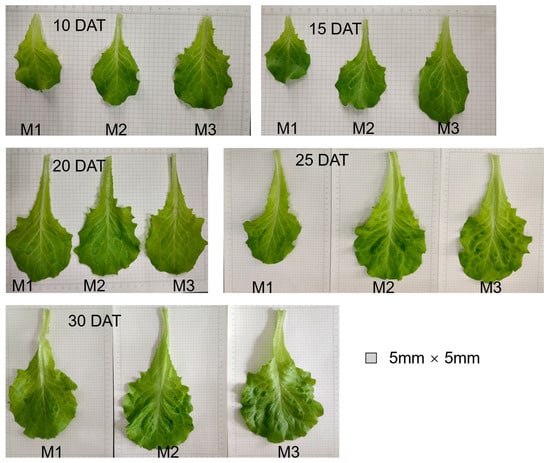 Horticulturae 11 00815 g0a2