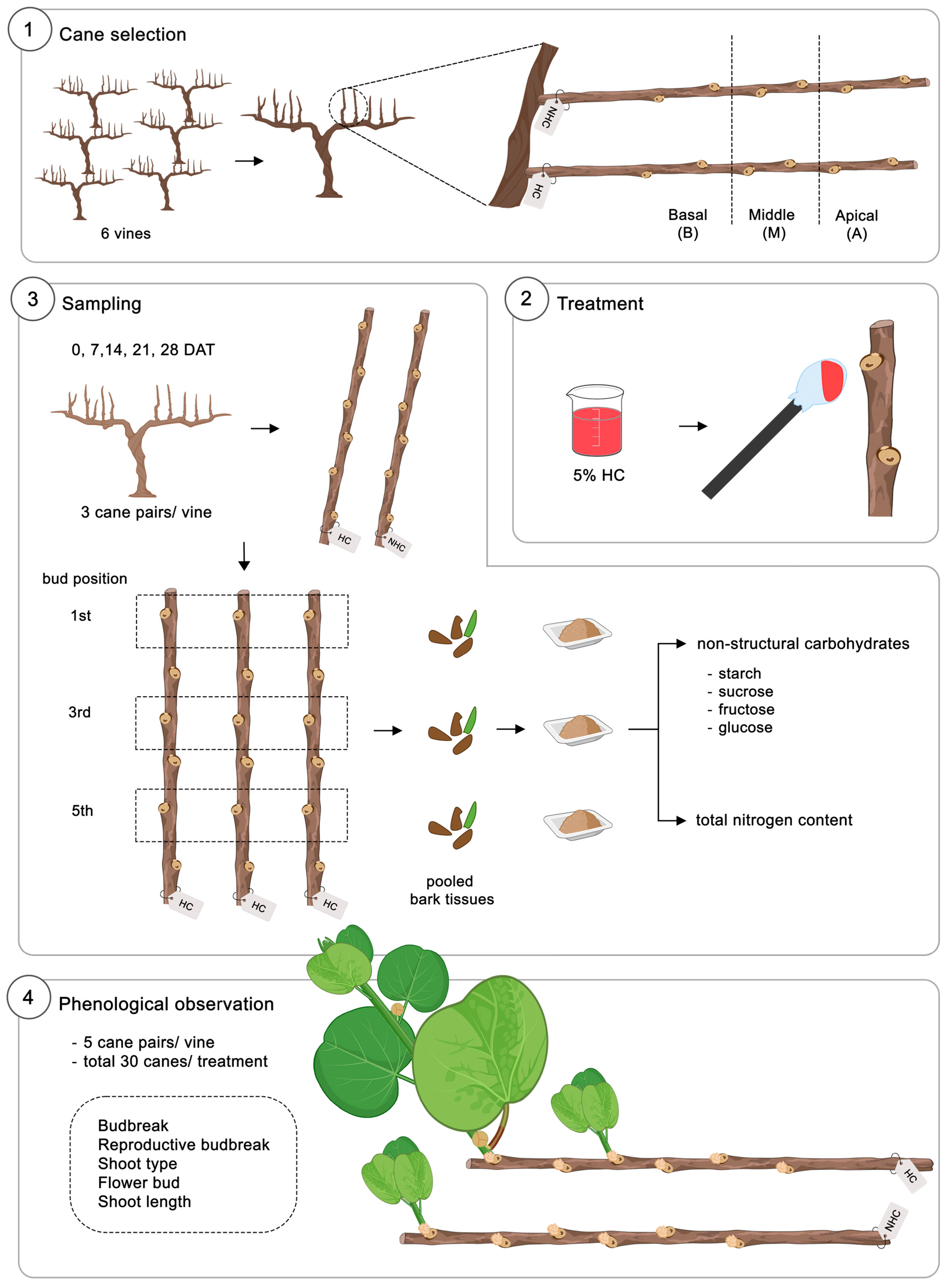 Horticulturae 11 00847 g001