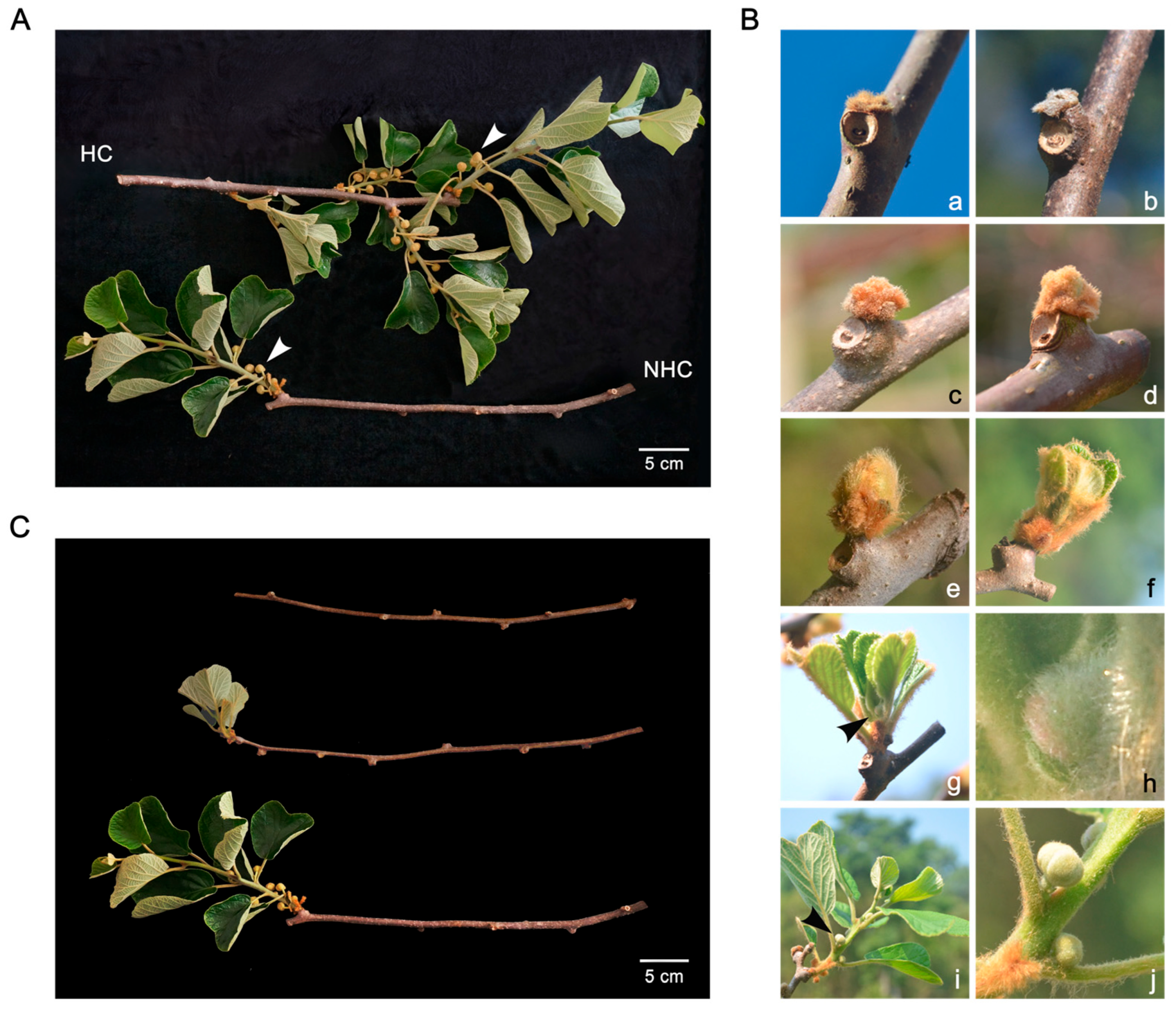 Horticulturae 11 00847 g002