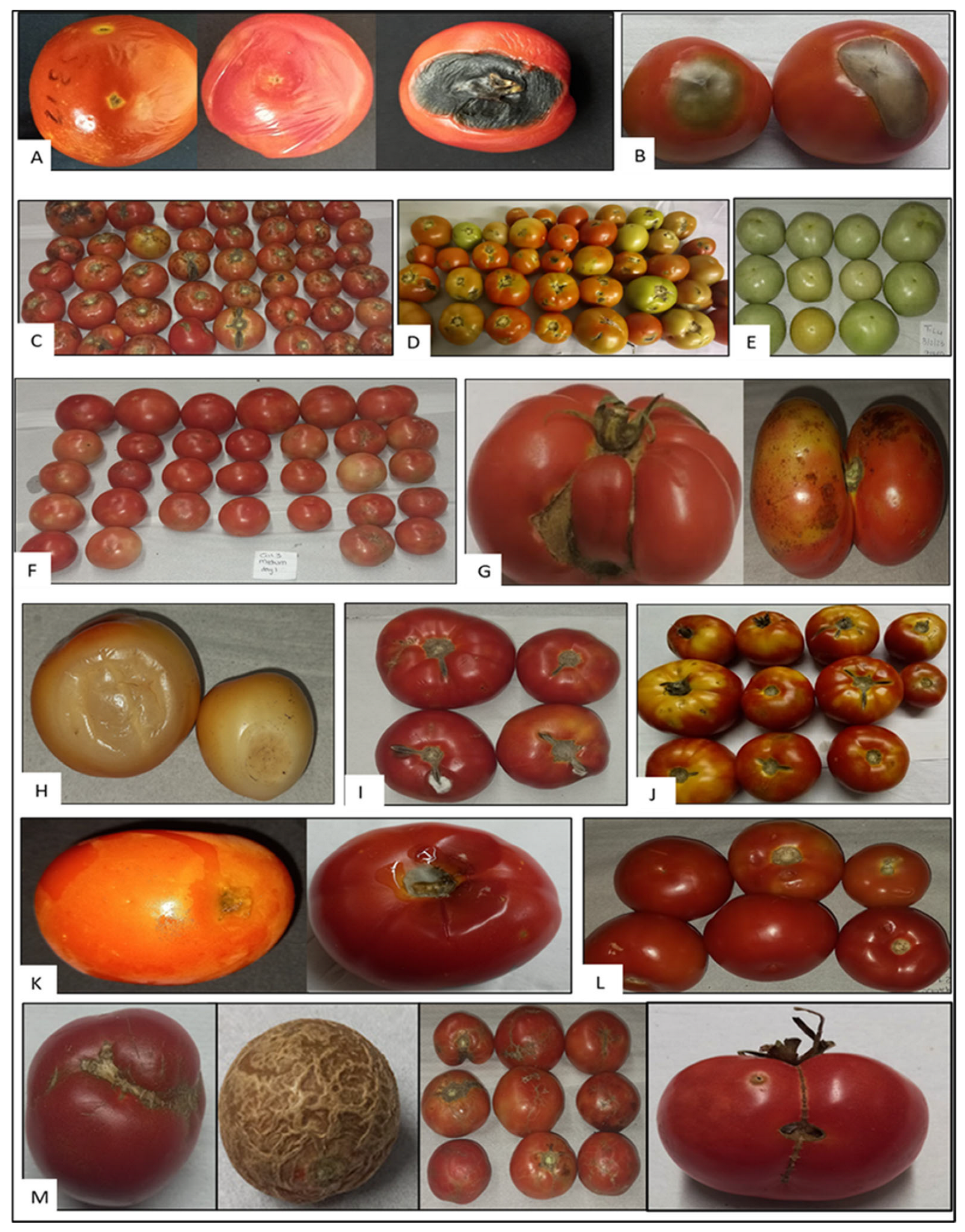 Horticulturae 11 00884 g004