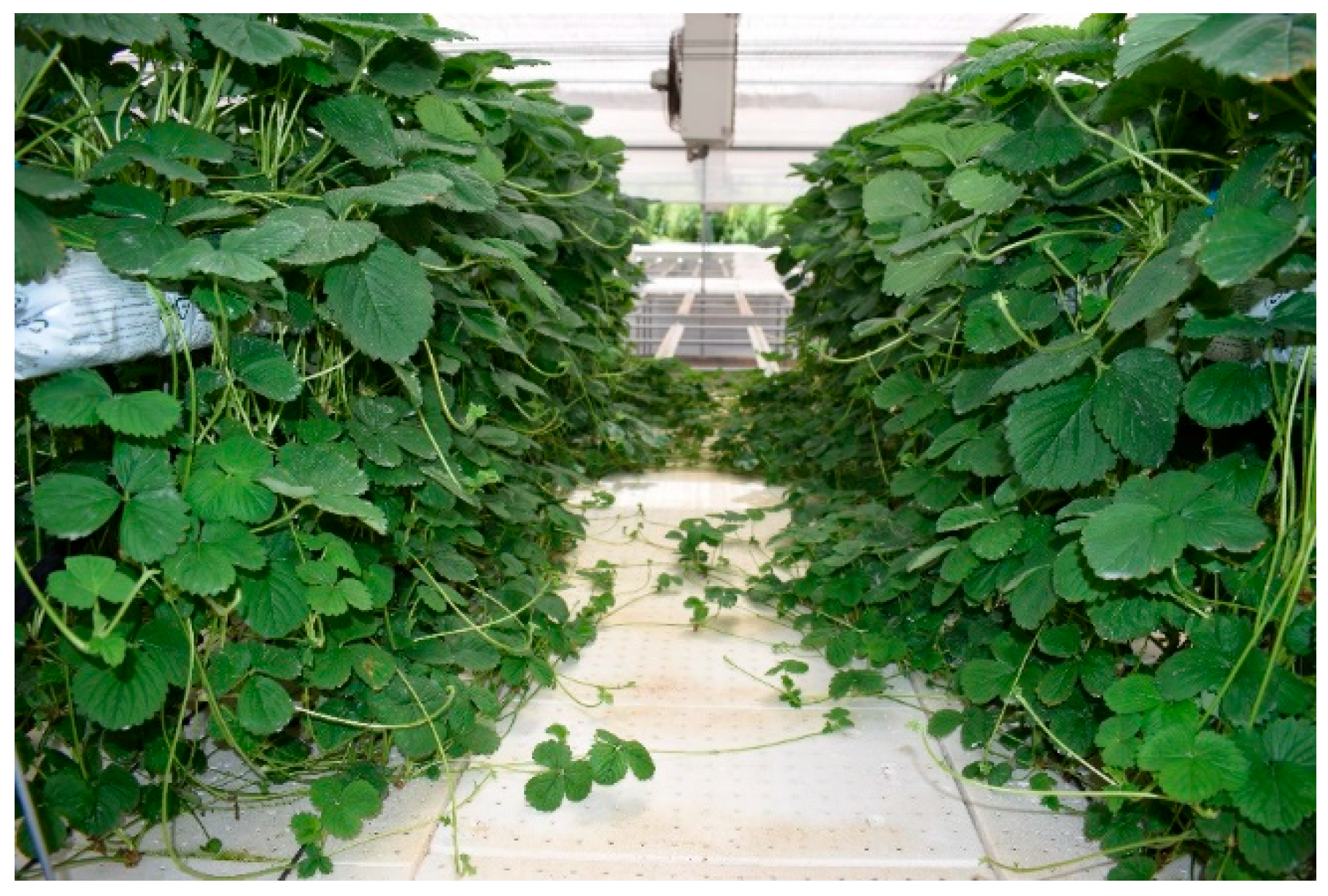 Horticulturae 11 00888 g003