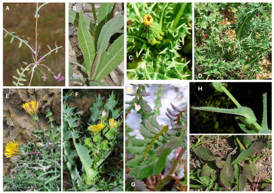 Horticulturae 11 00893 g001