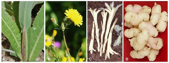 Horticulturae 11 00893 g004