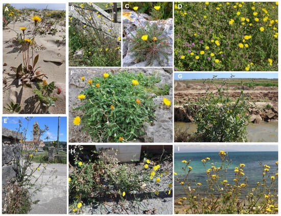 Horticulturae 11 00893 g007