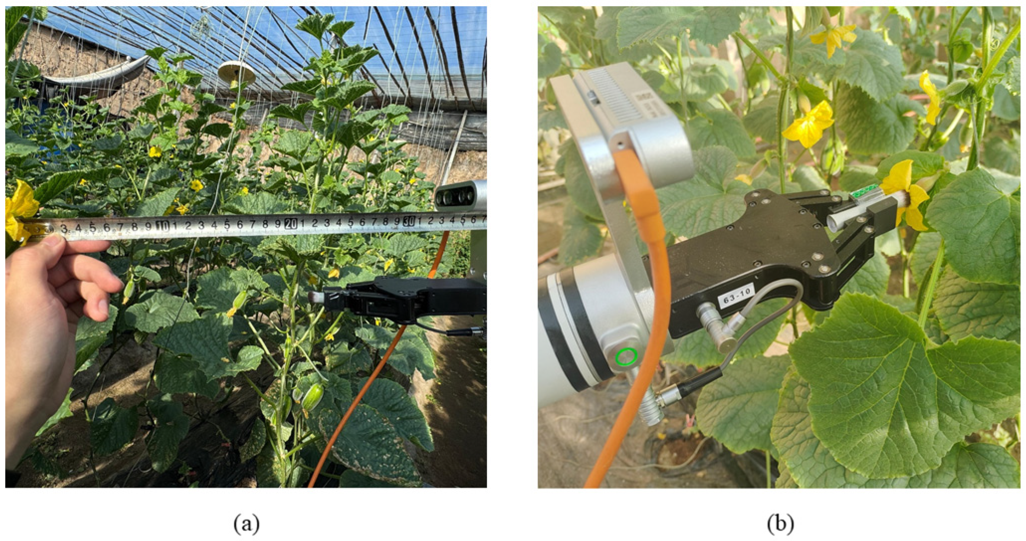 Horticulturae 11 00905 g015