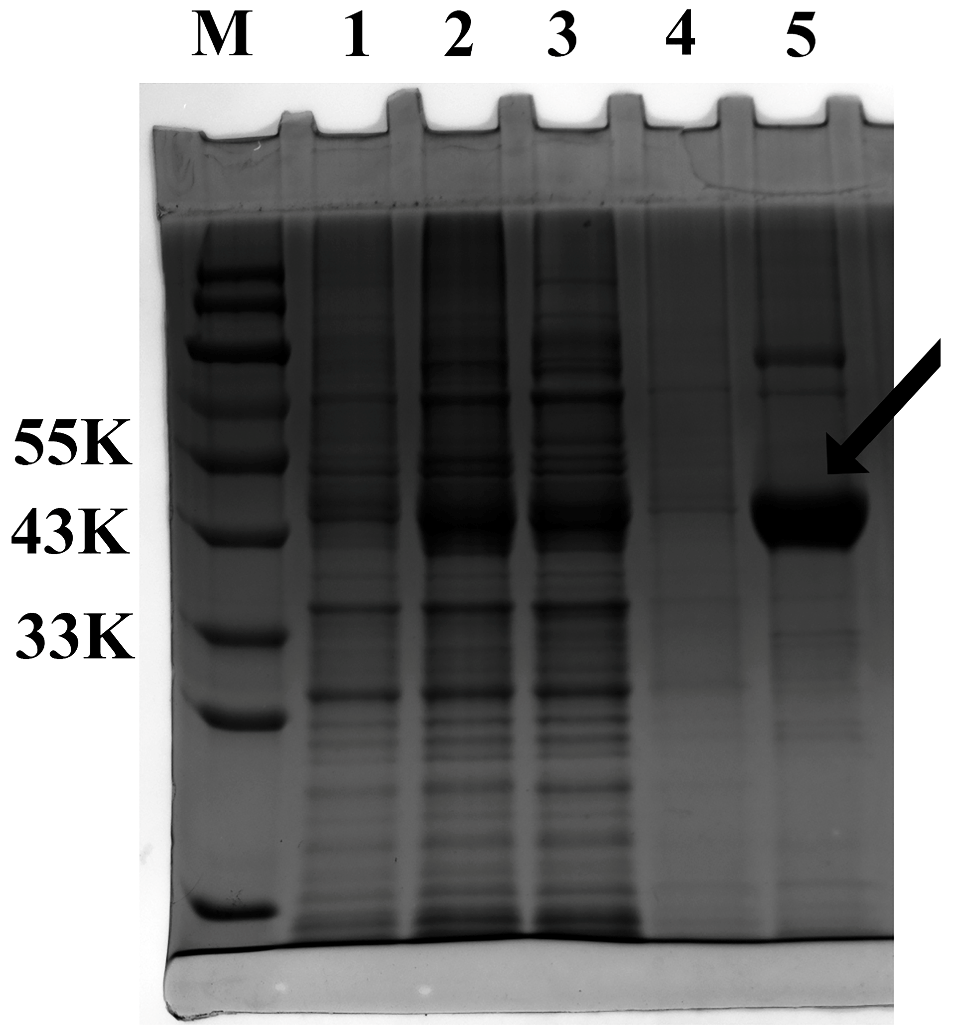 Horticulturae 11 00913 g004