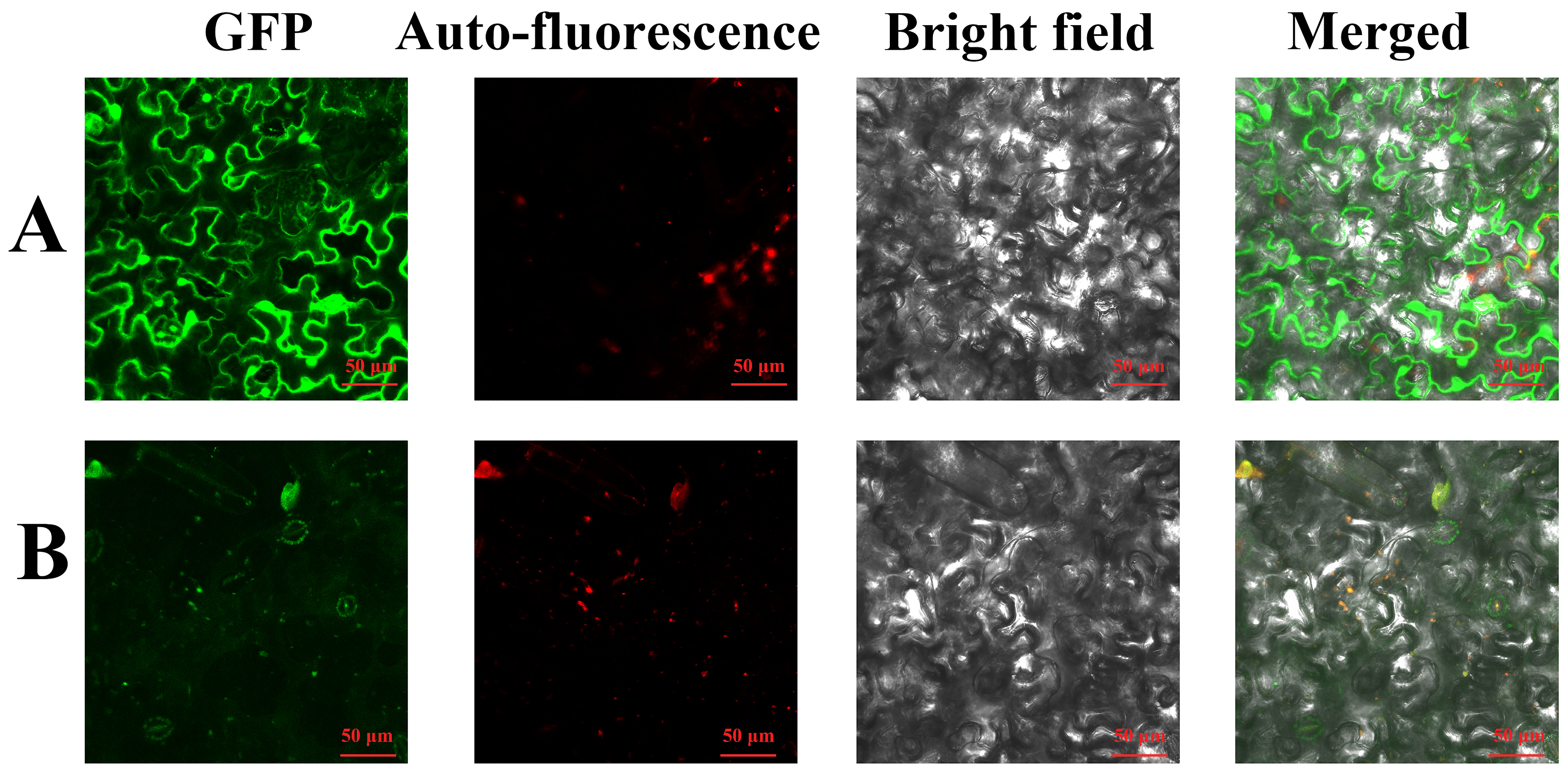 Horticulturae 11 00913 g005