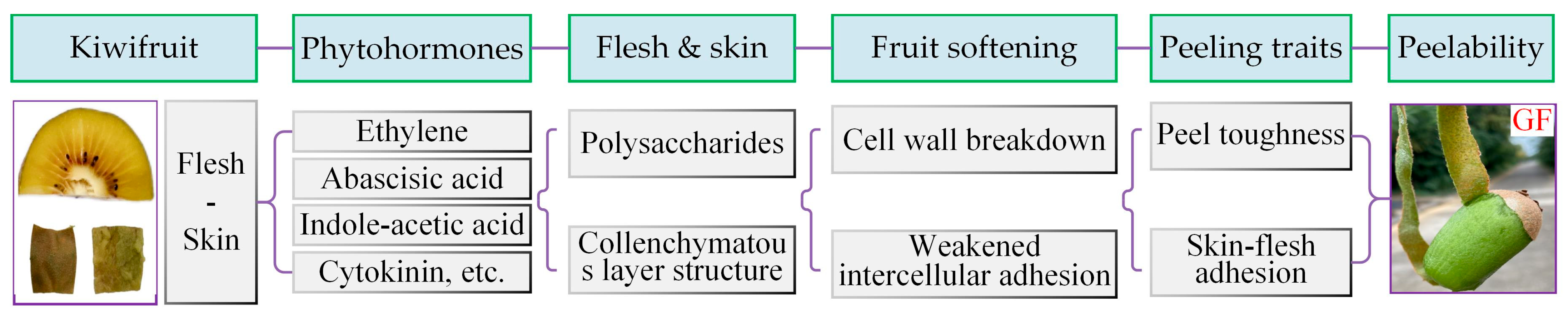Horticulturae 11 00927 g002 Horticulturae 11 00927 g002