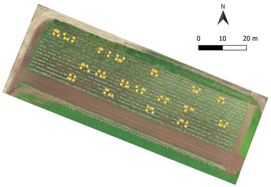 Horticulturae 11 00961 g001
