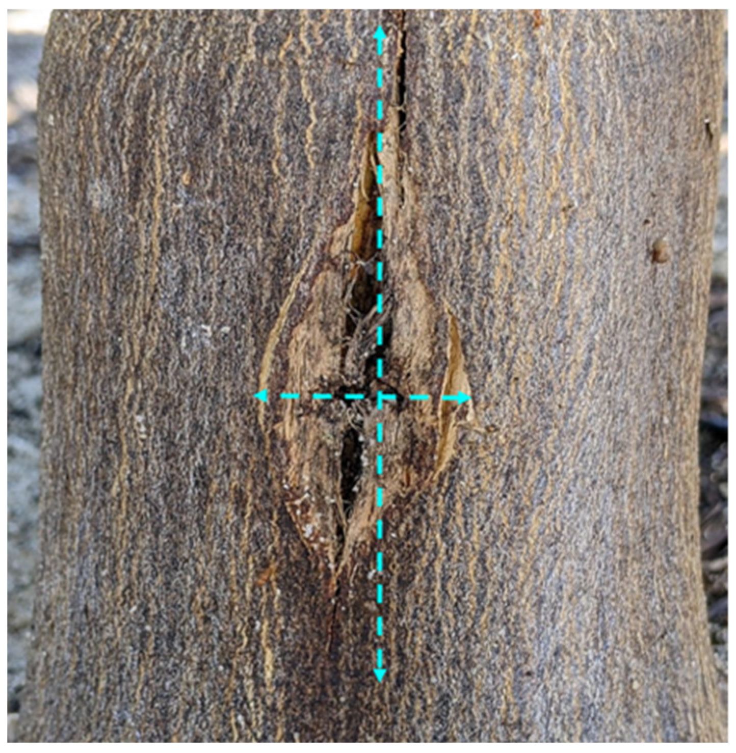 Horticulturae 11 00976 g002