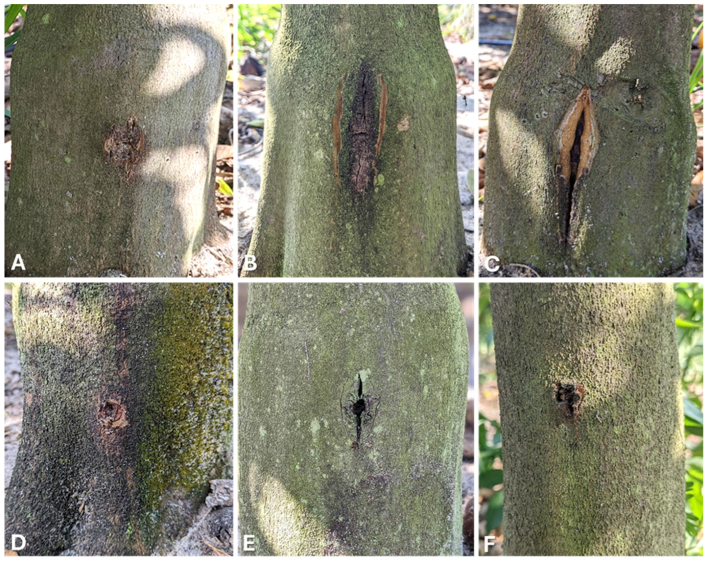 Horticulturae 11 00976 g004