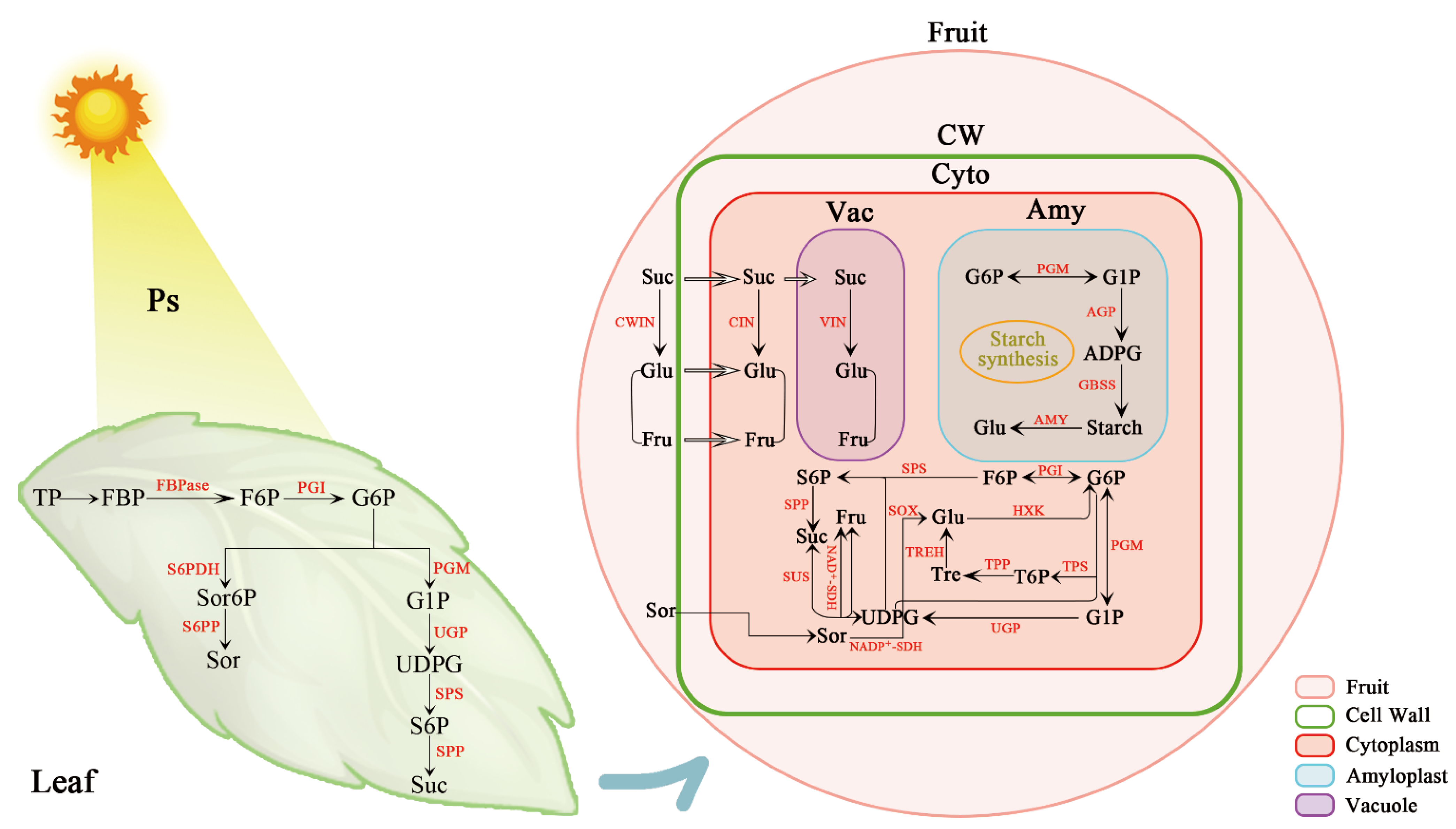 Horticulturae 11 01001 g003