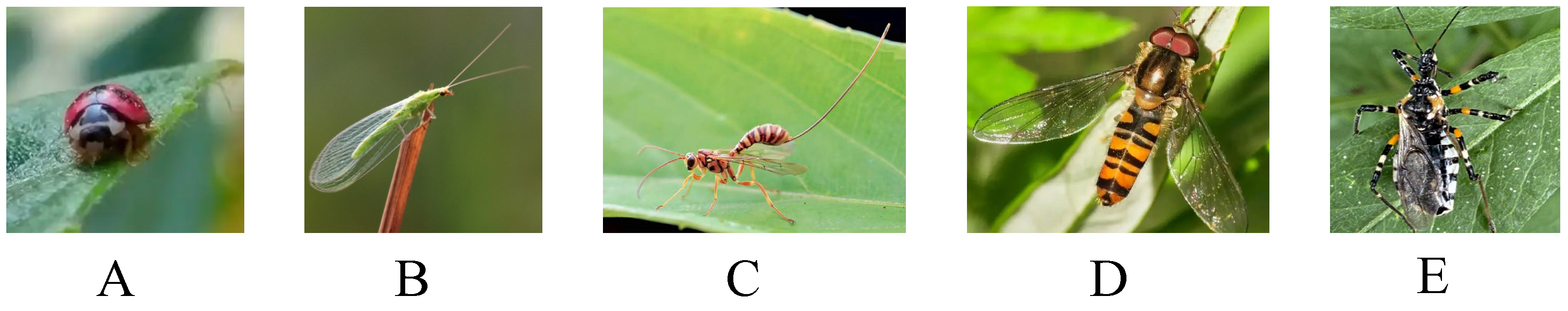 Horticulturae 11 01009 g001