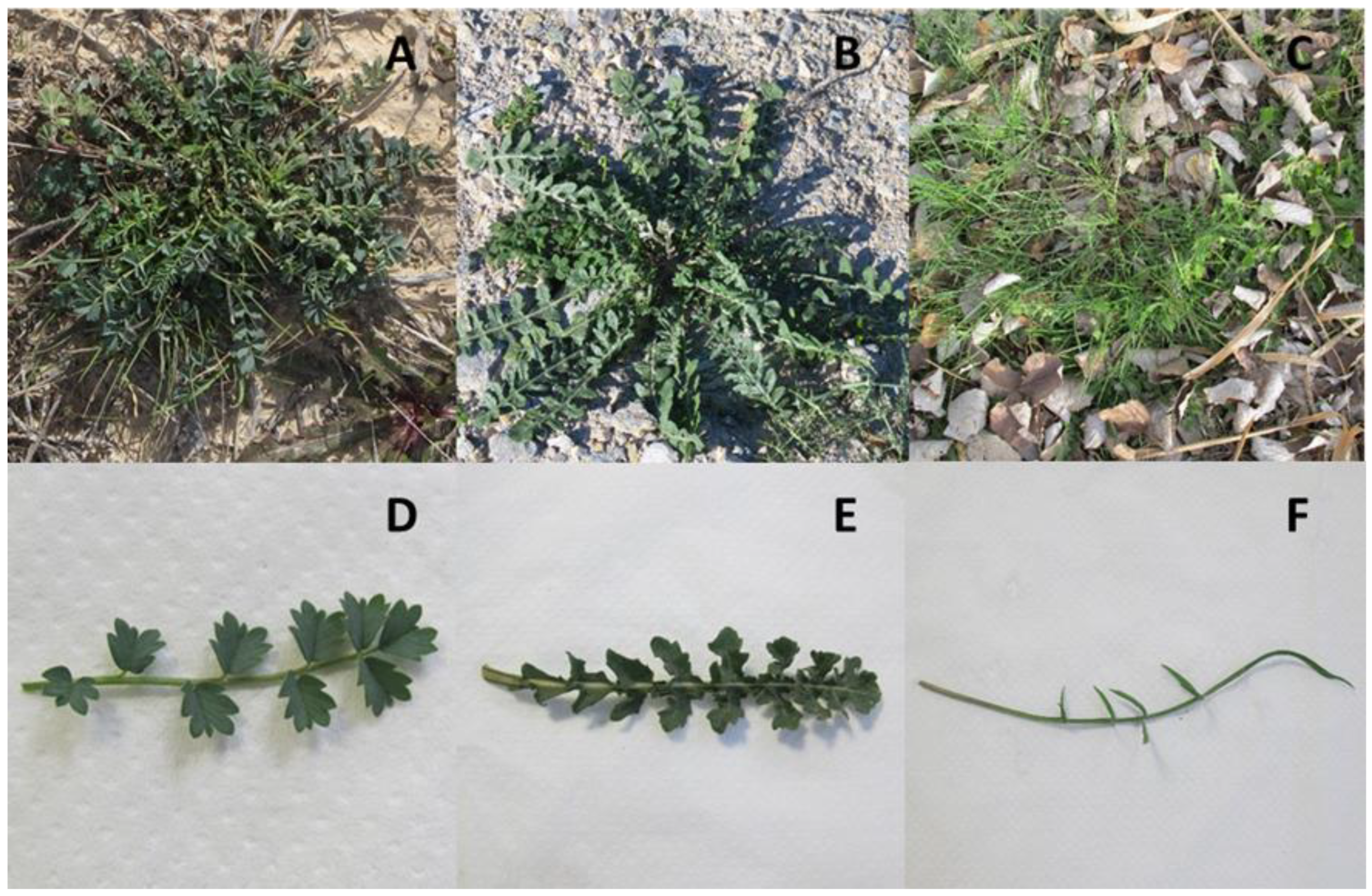 Horticulturae 11 01021 g001