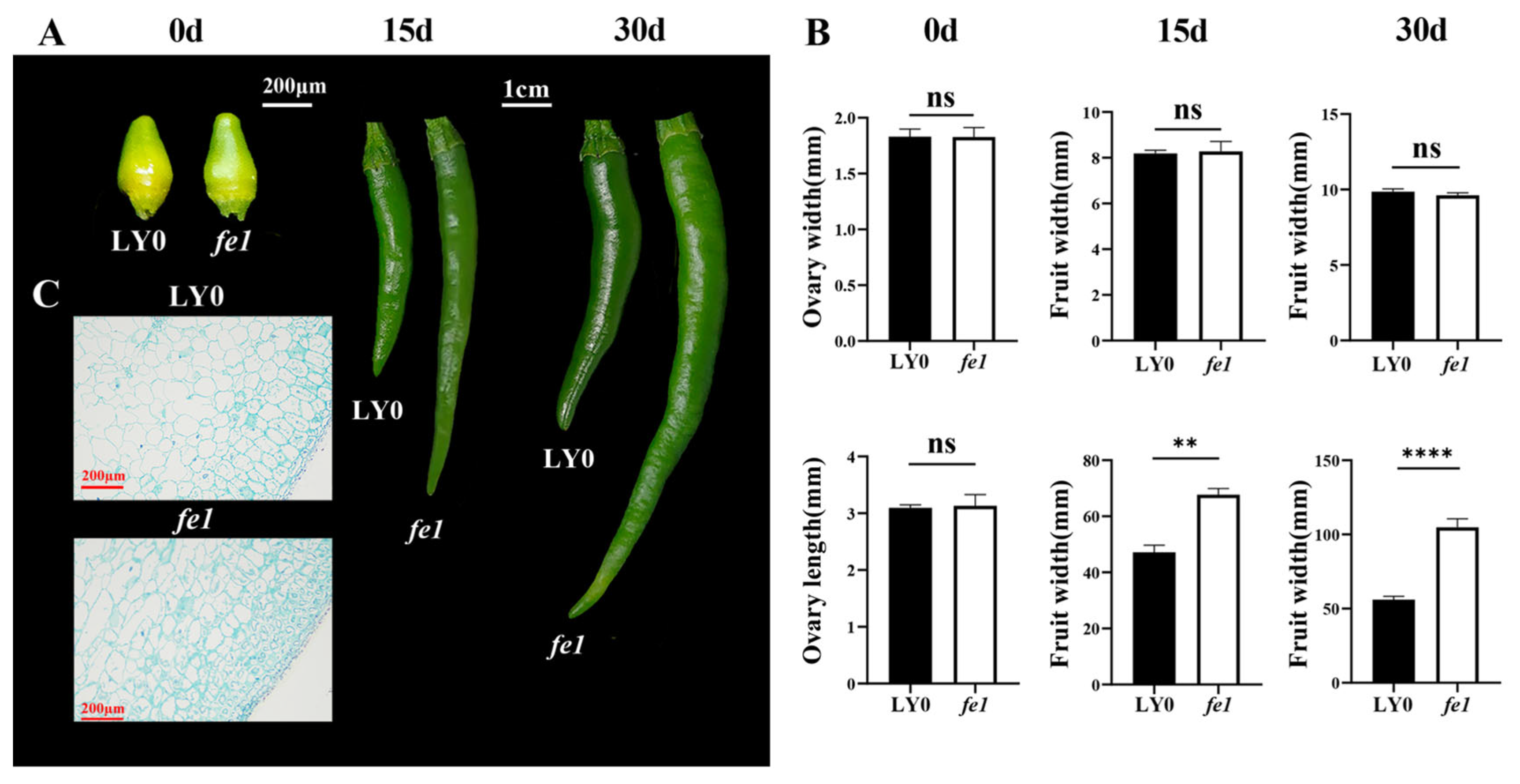 Horticulturae 11 01025 g001