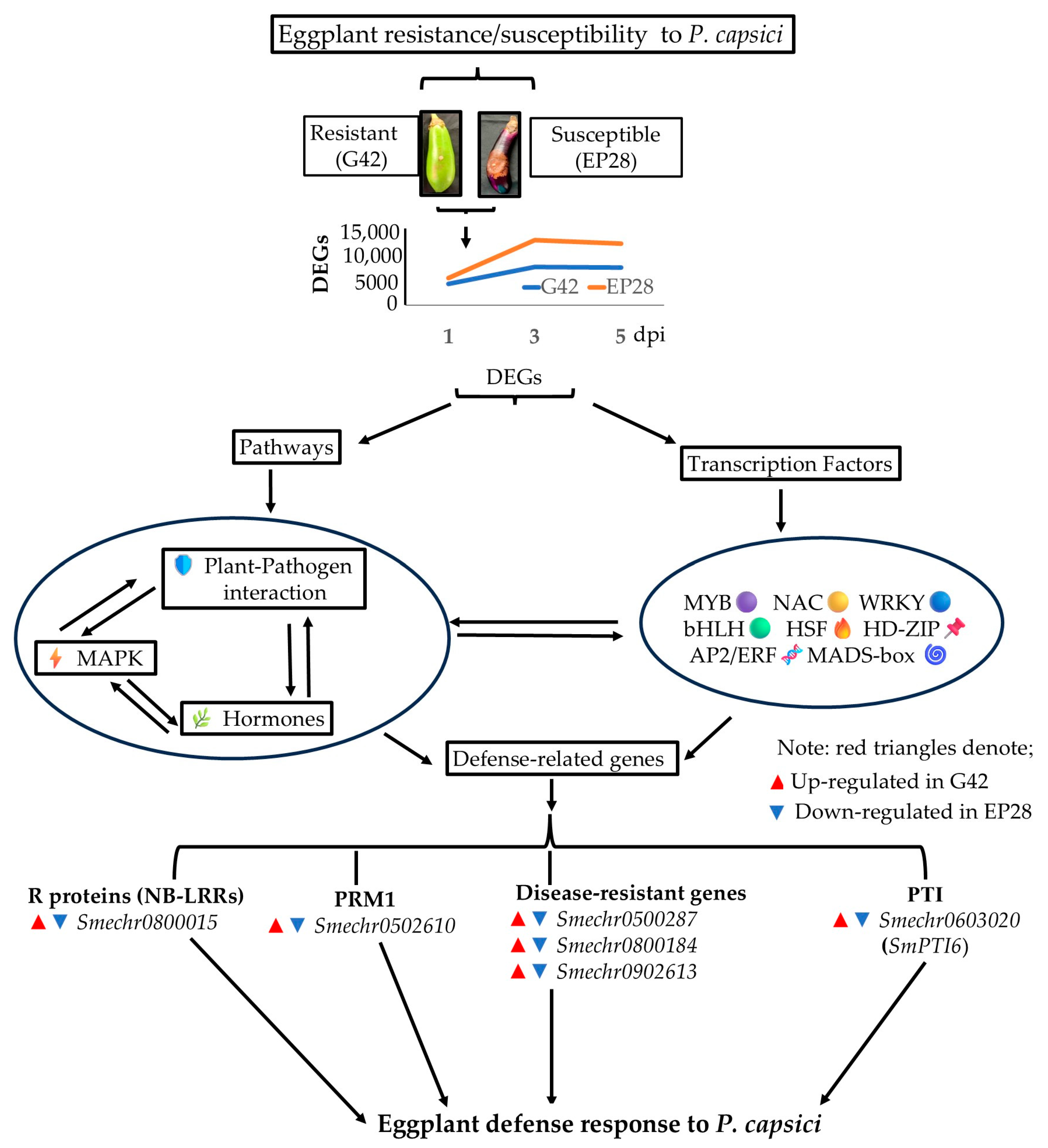 Horticulturae 11 01026 g013