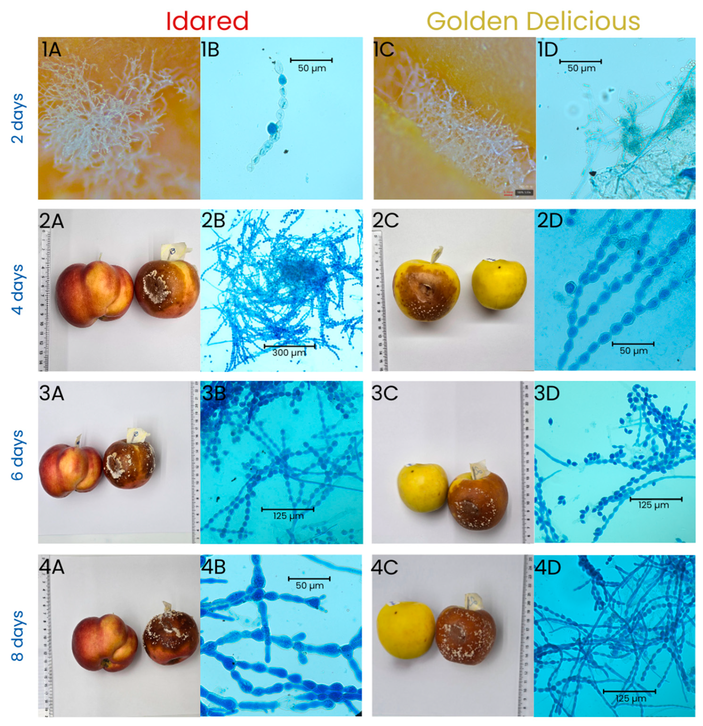 Horticulturae 11 01029 g001