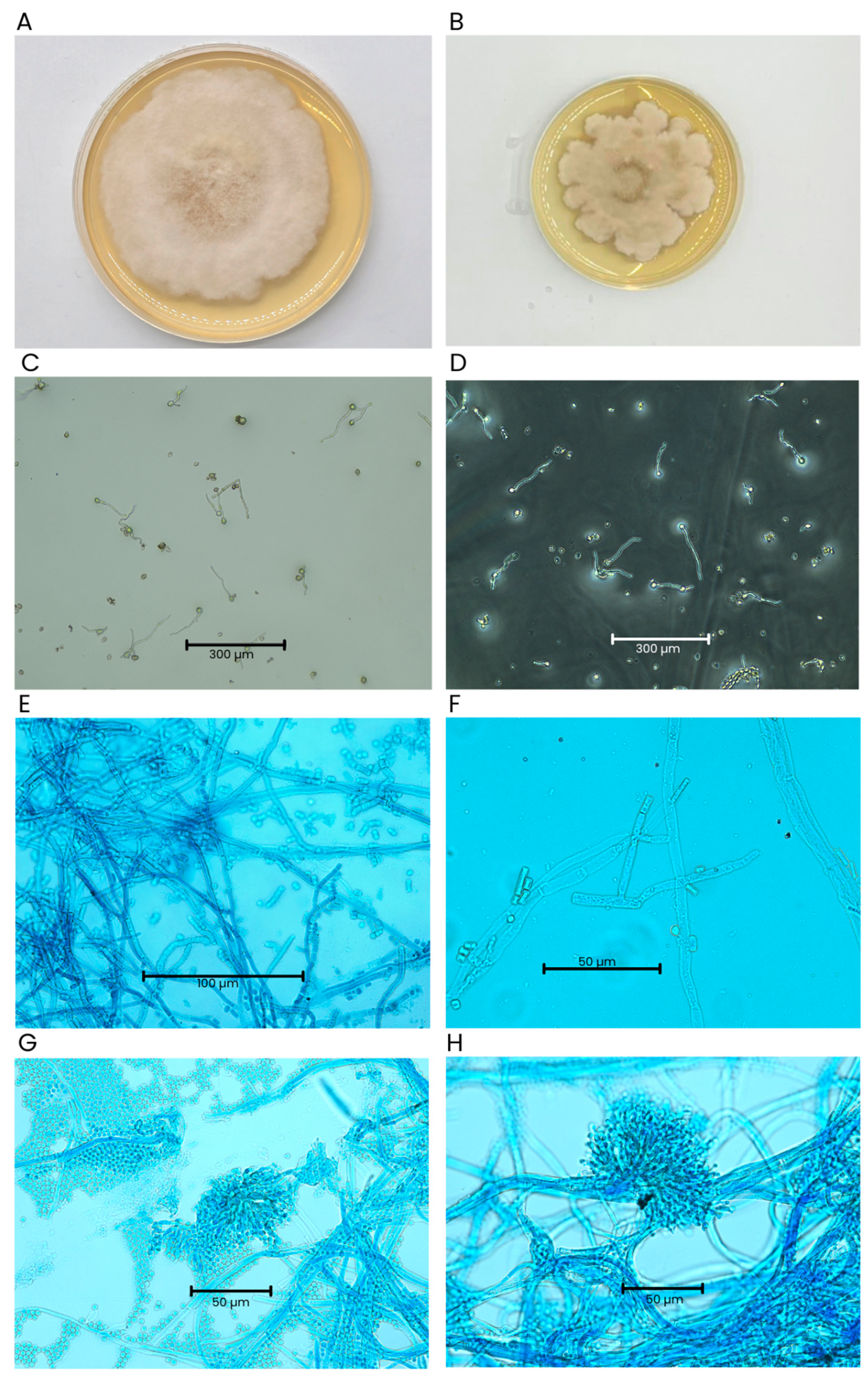Horticulturae 11 01029 g002