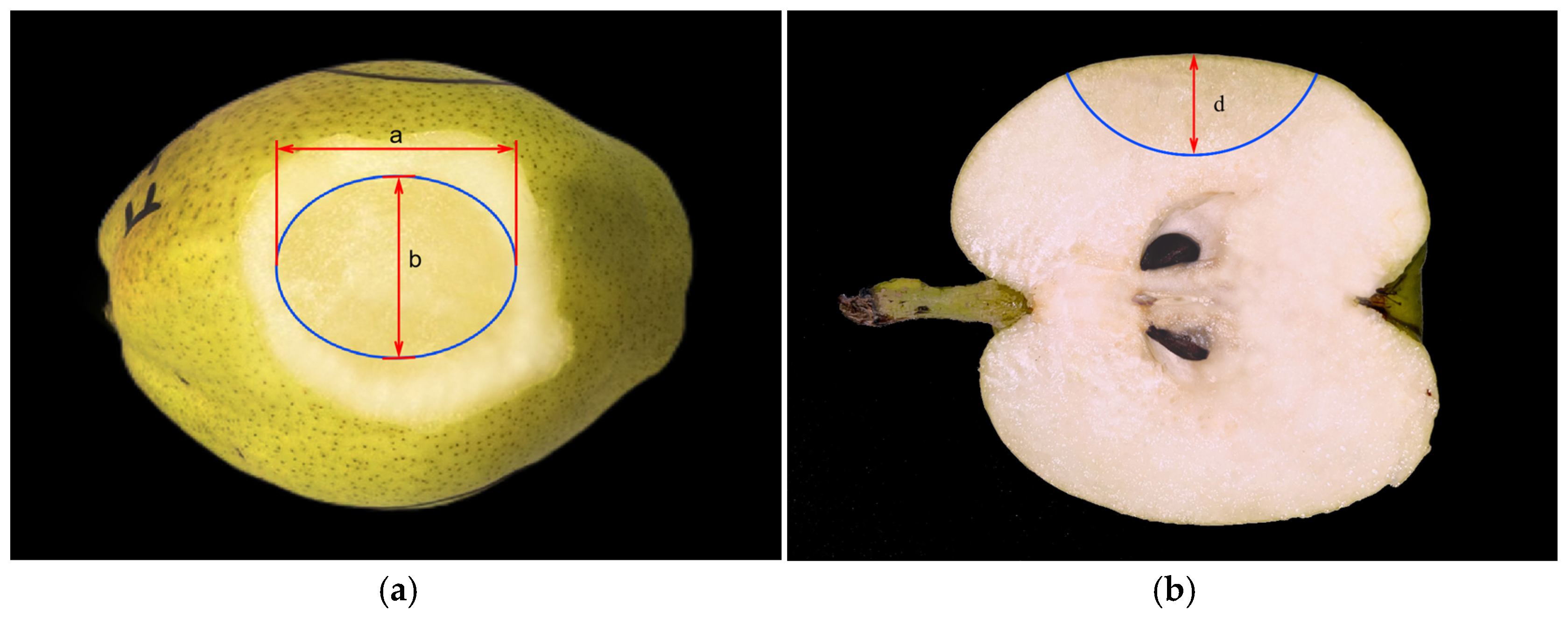 Horticulturae 11 01030 g002