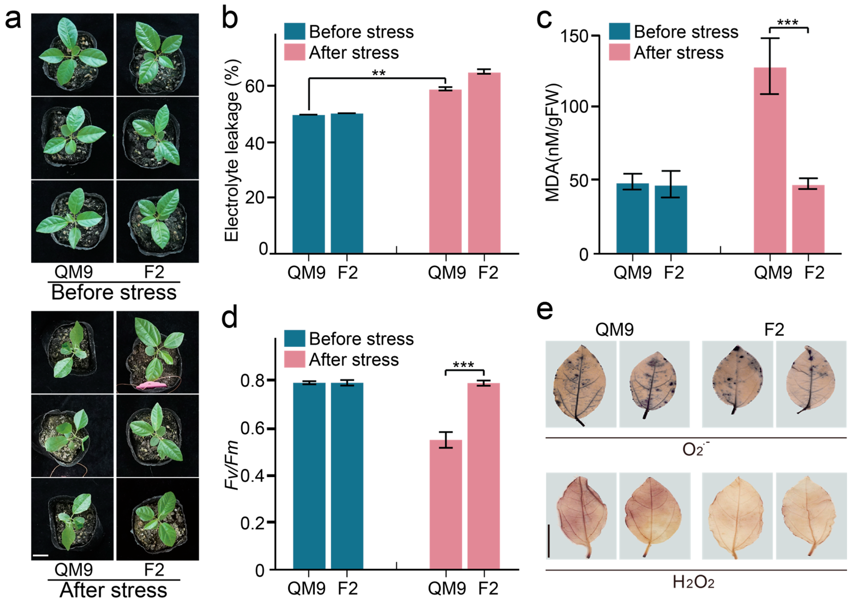 Horticulturae 11 01037 g001