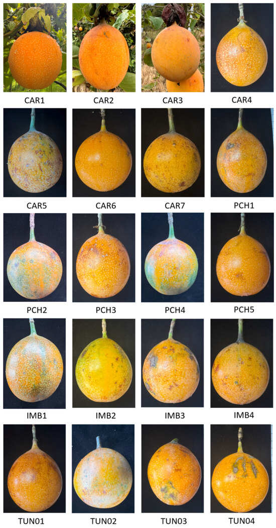 Horticulturae 11 01058 g0a1a Horticulturae 11 01058 g0a1a