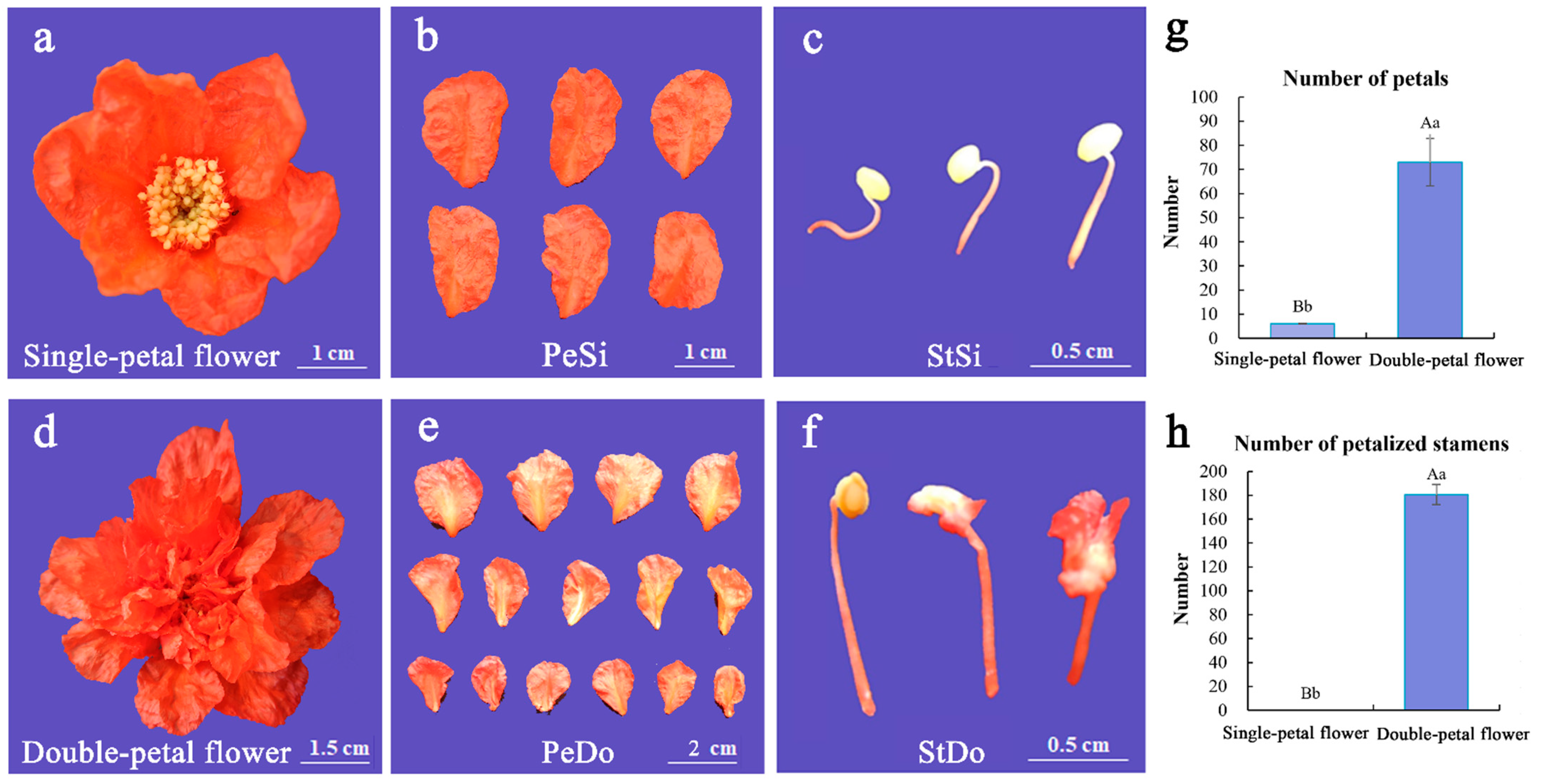 Horticulturae 11 01059 g001