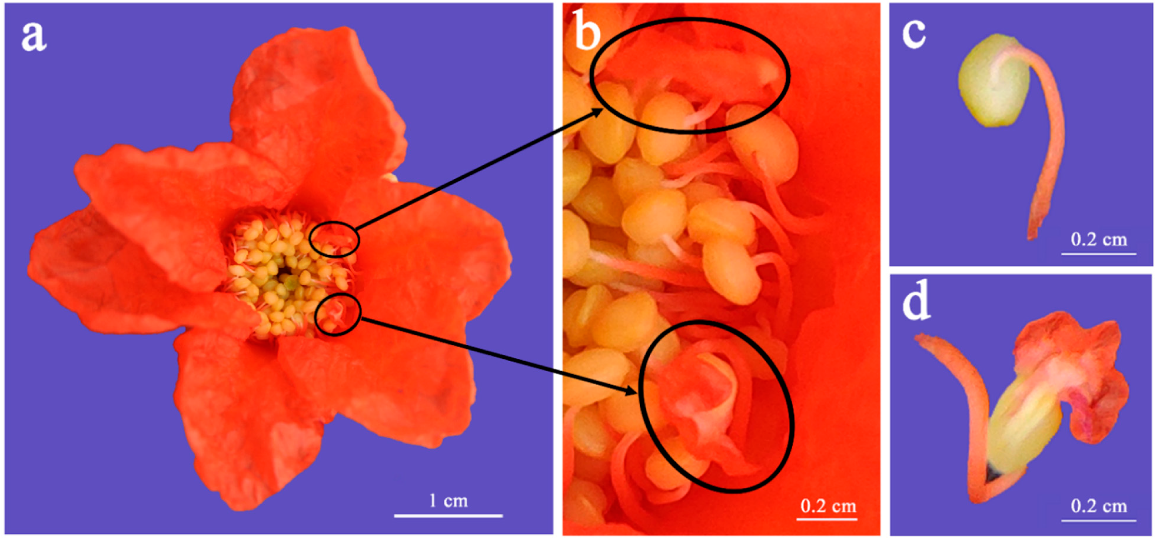 Horticulturae 11 01059 g002