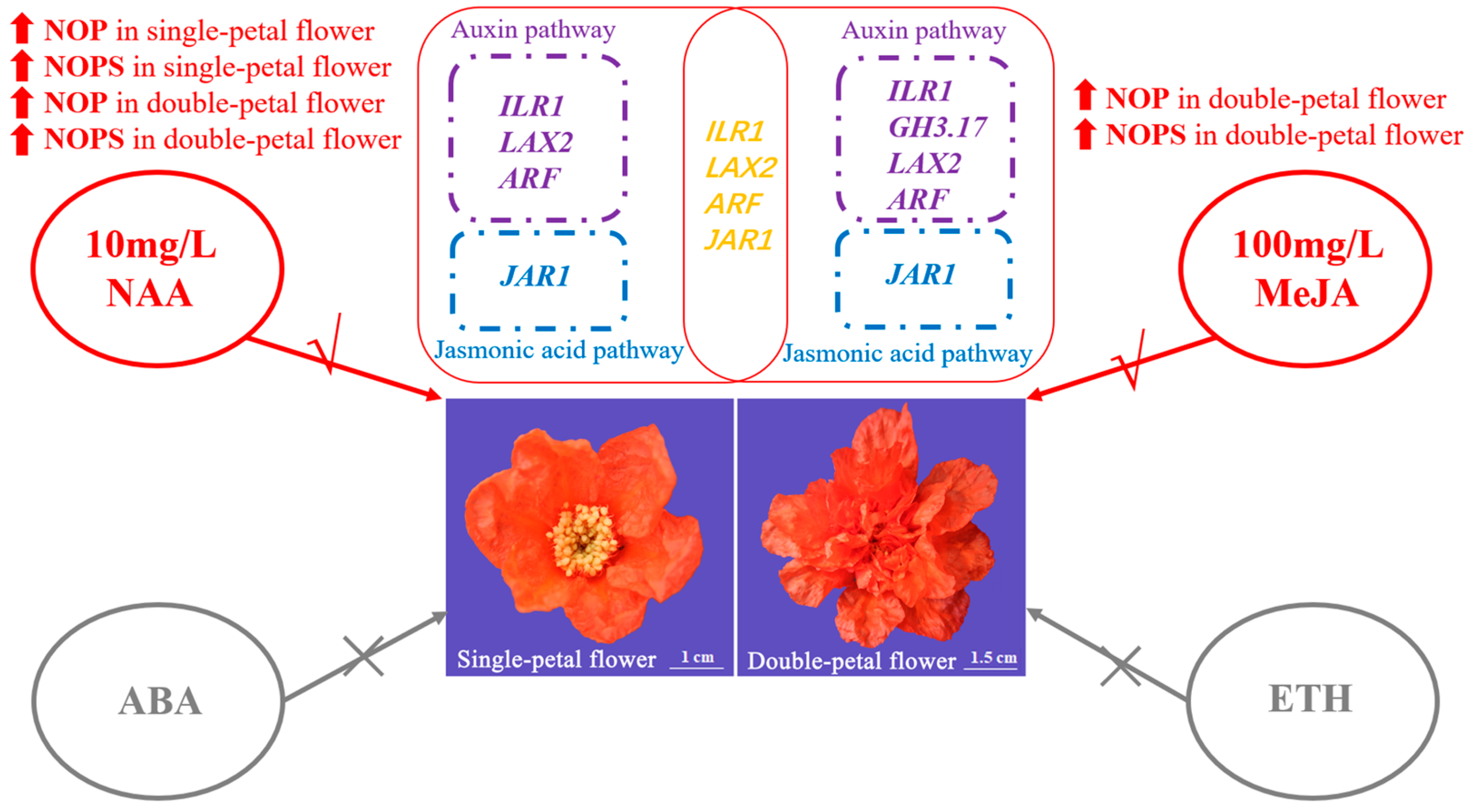 Horticulturae 11 01059 g005