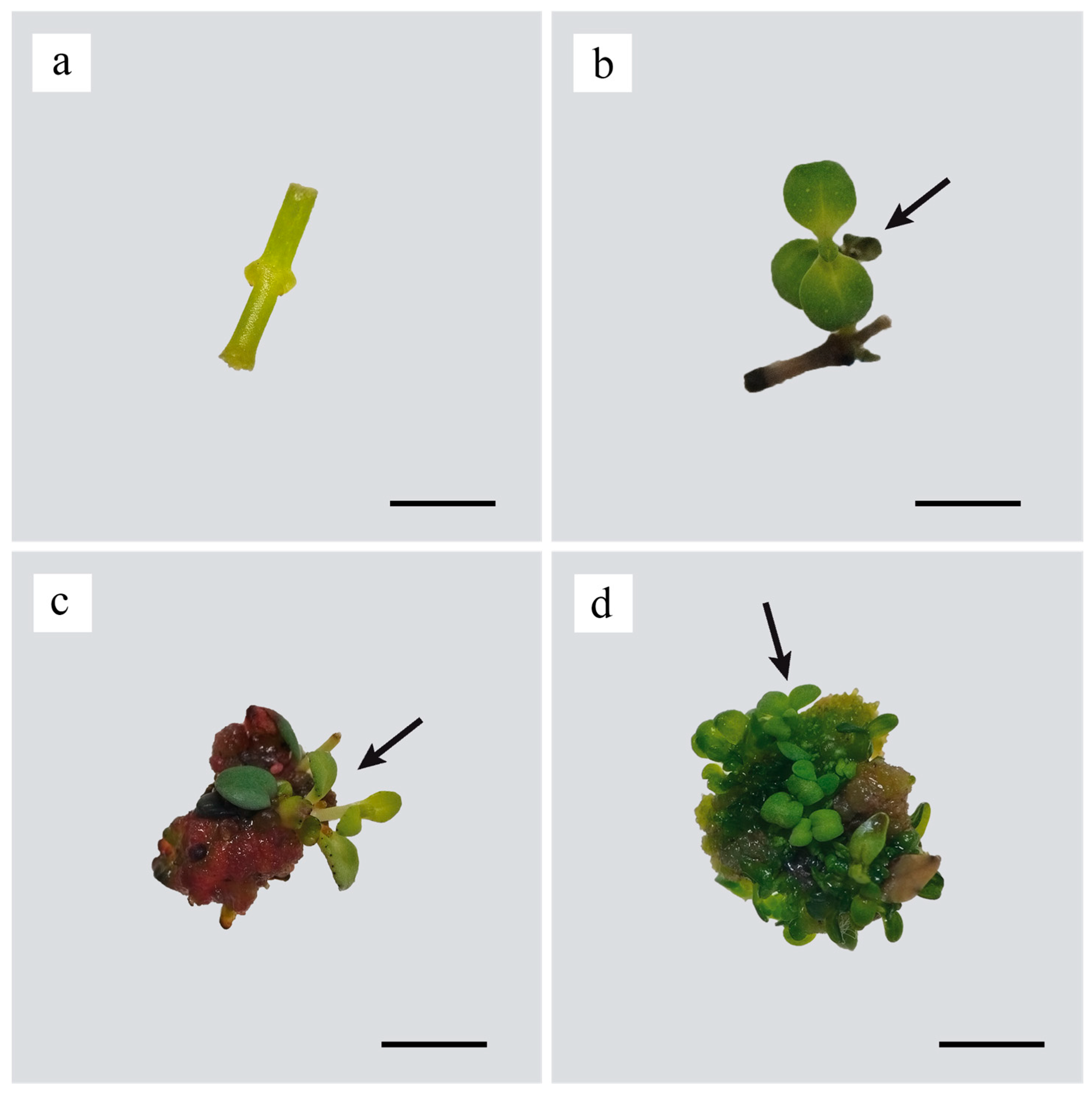 Horticulturae 11 01069 g001