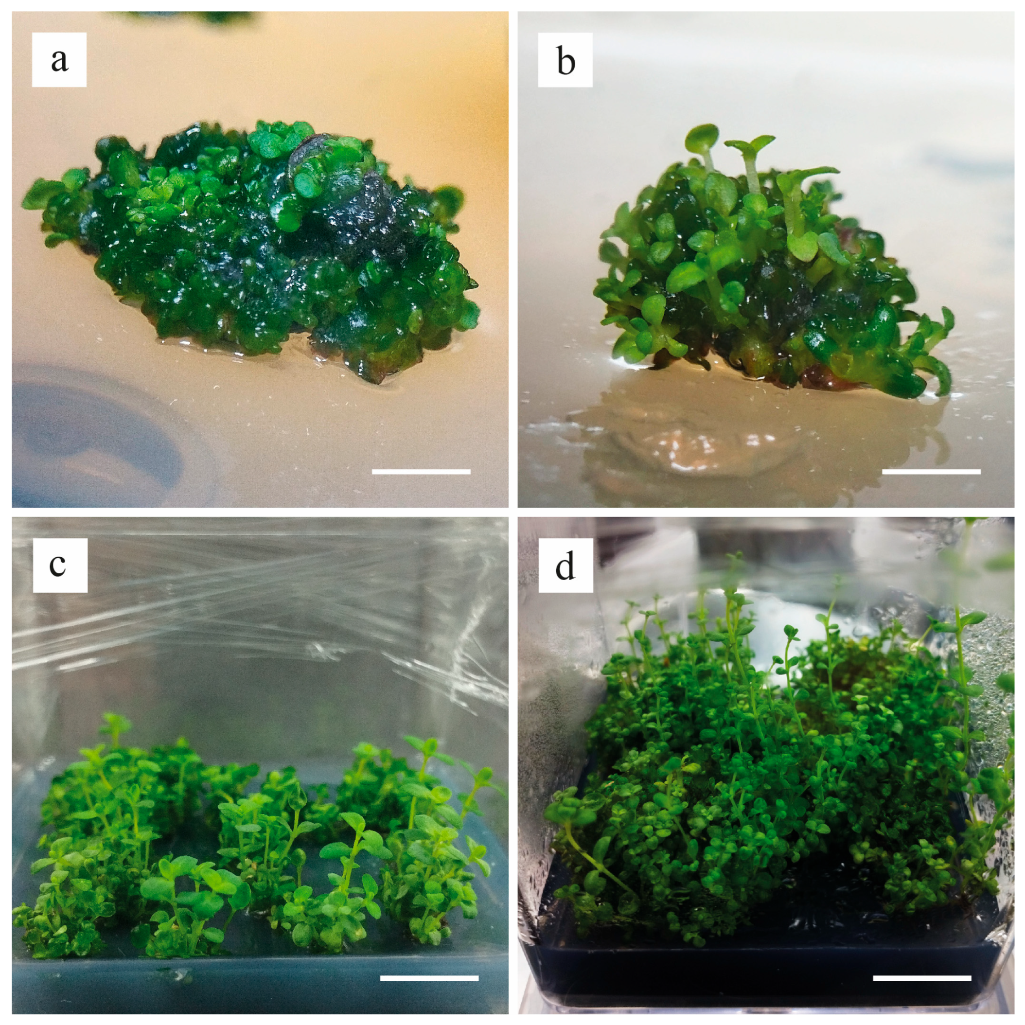 Horticulturae 11 01069 g003