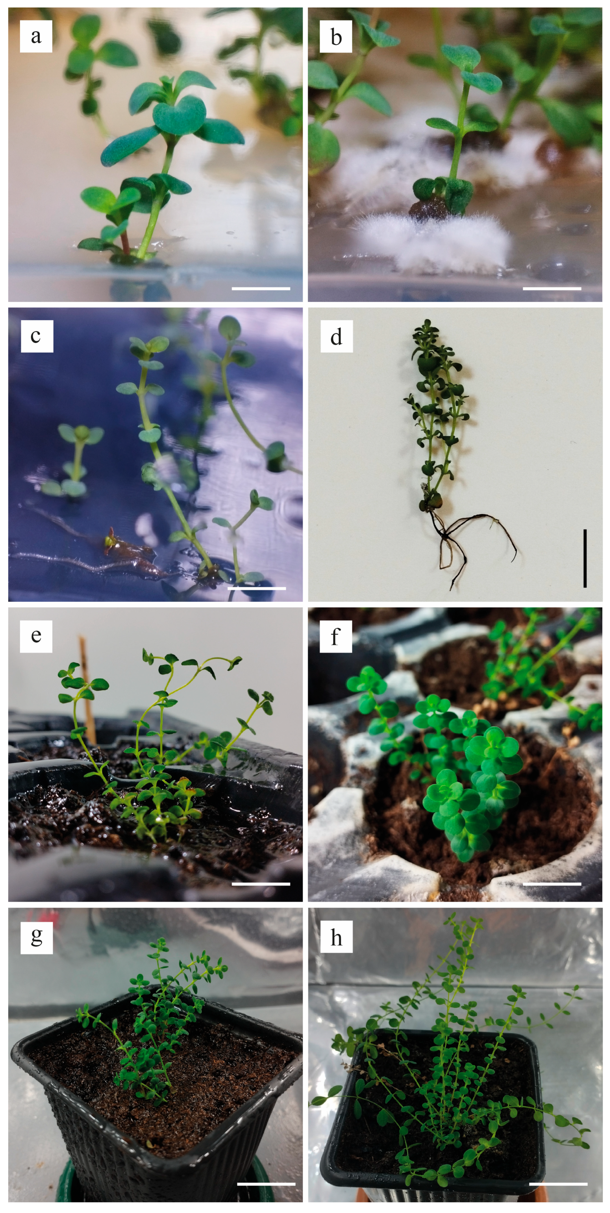 Horticulturae 11 01069 g004