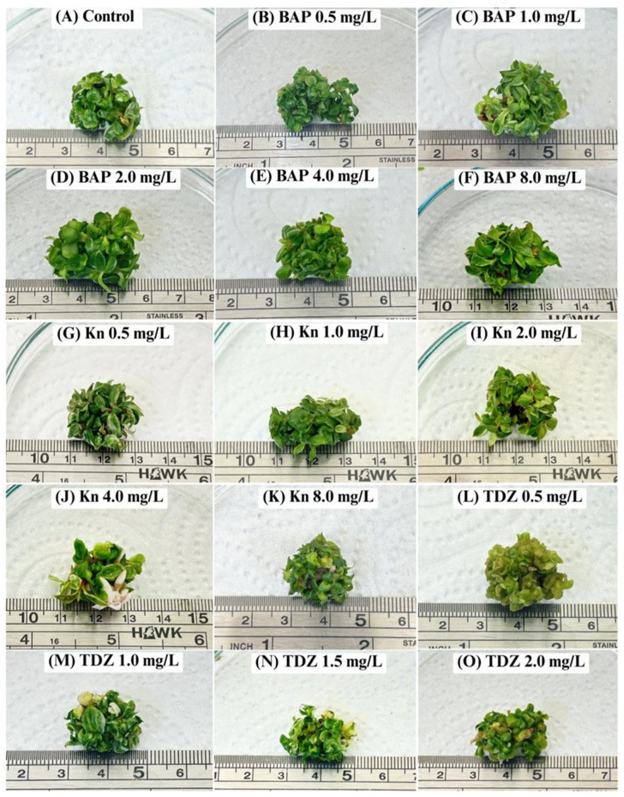 Horticulturae 11 01085 g001