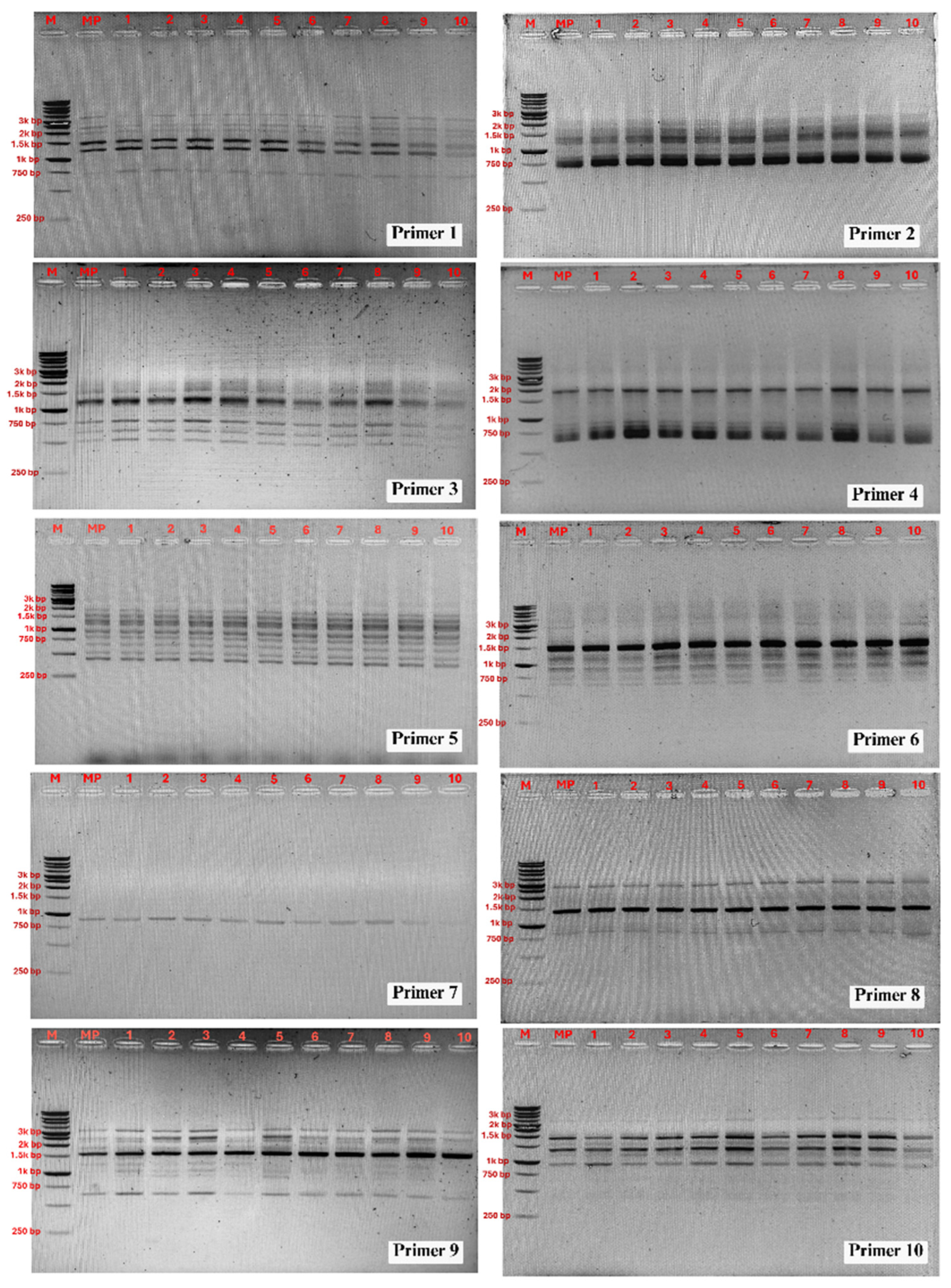 Horticulturae 11 01085 g005