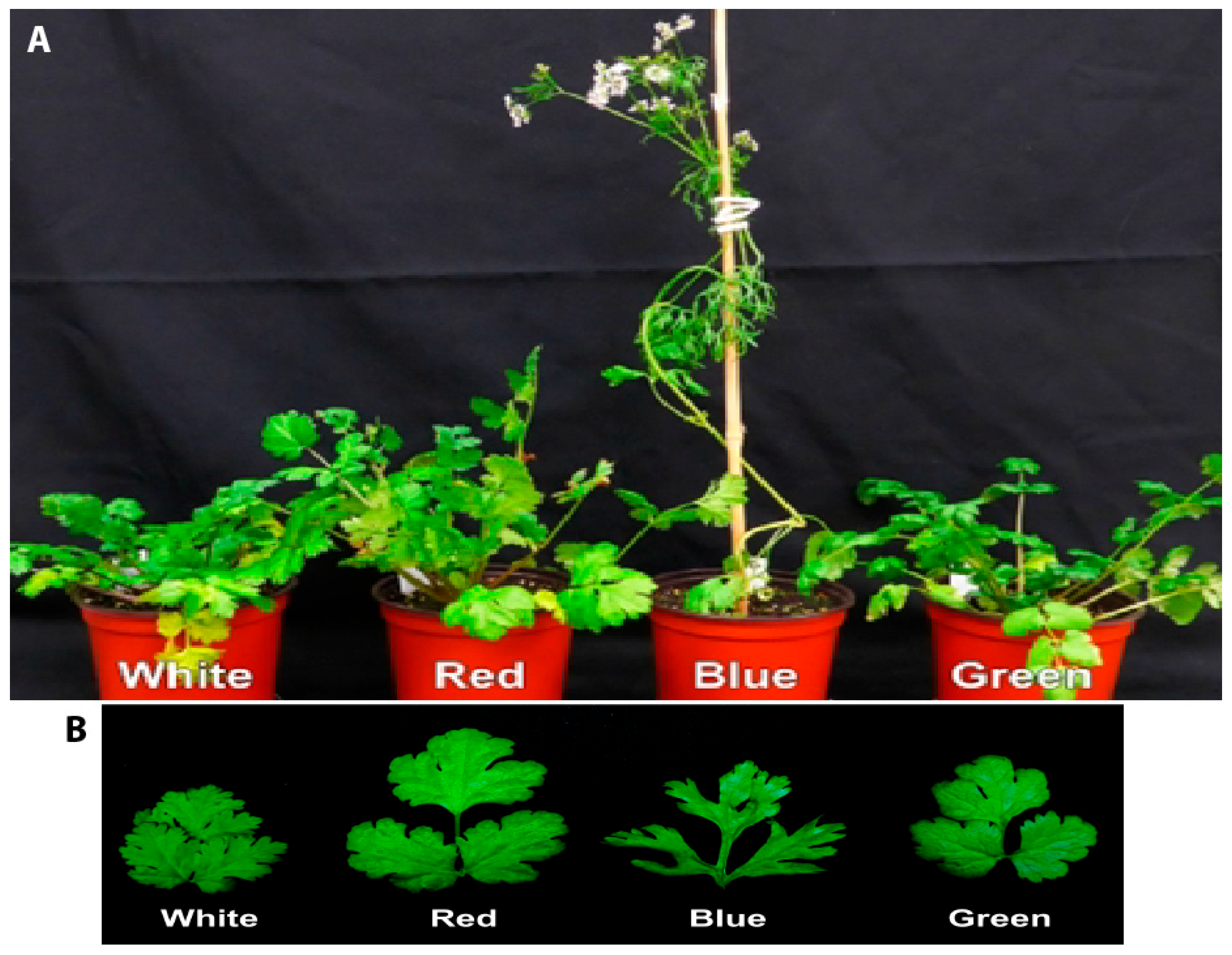 Horticulturae 11 01093 g002 Horticulturae 11 01093 g002