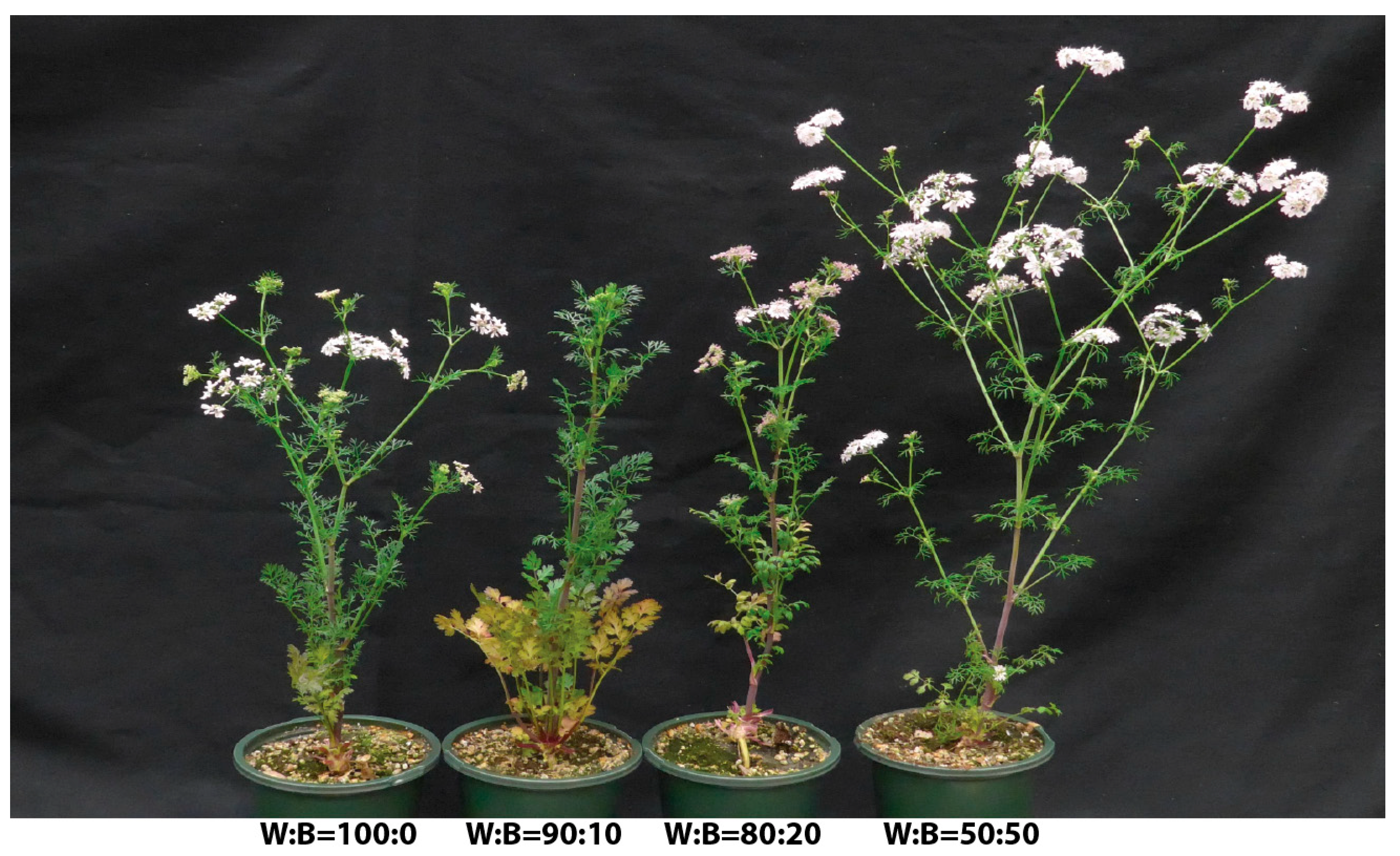 Horticulturae 11 01093 g004 Horticulturae 11 01093 g004