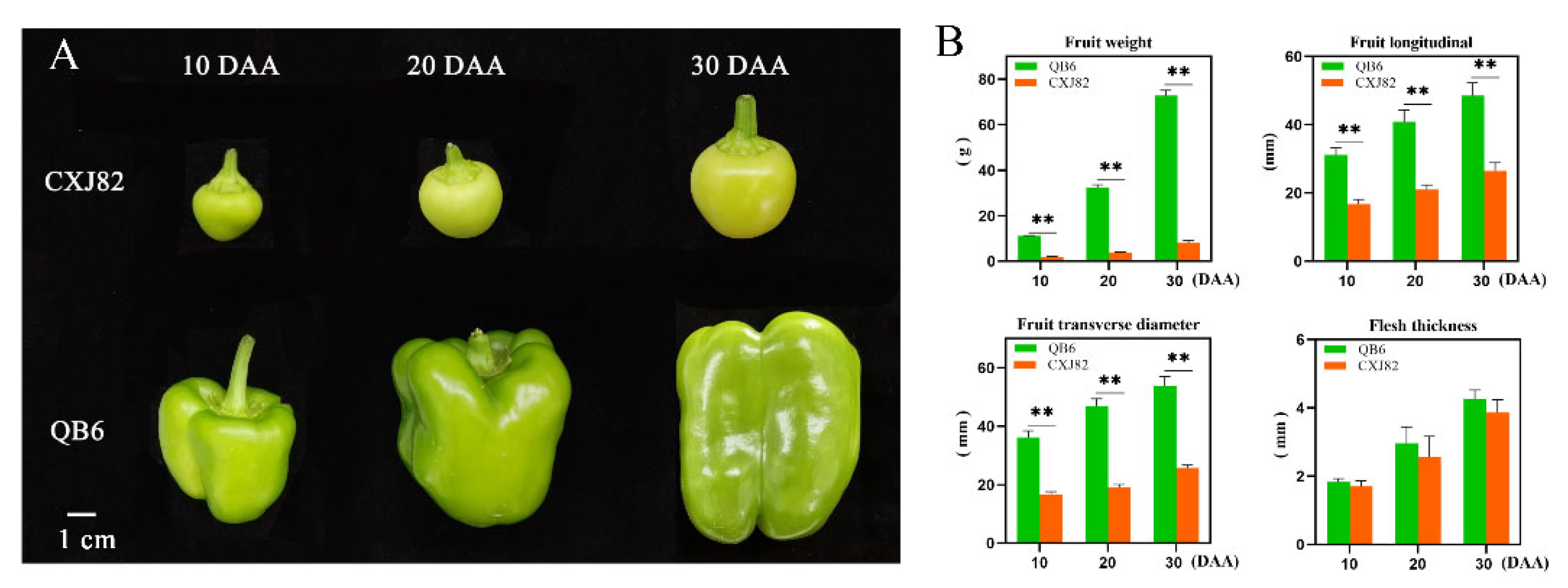 Horticulturae 11 01150 g001
