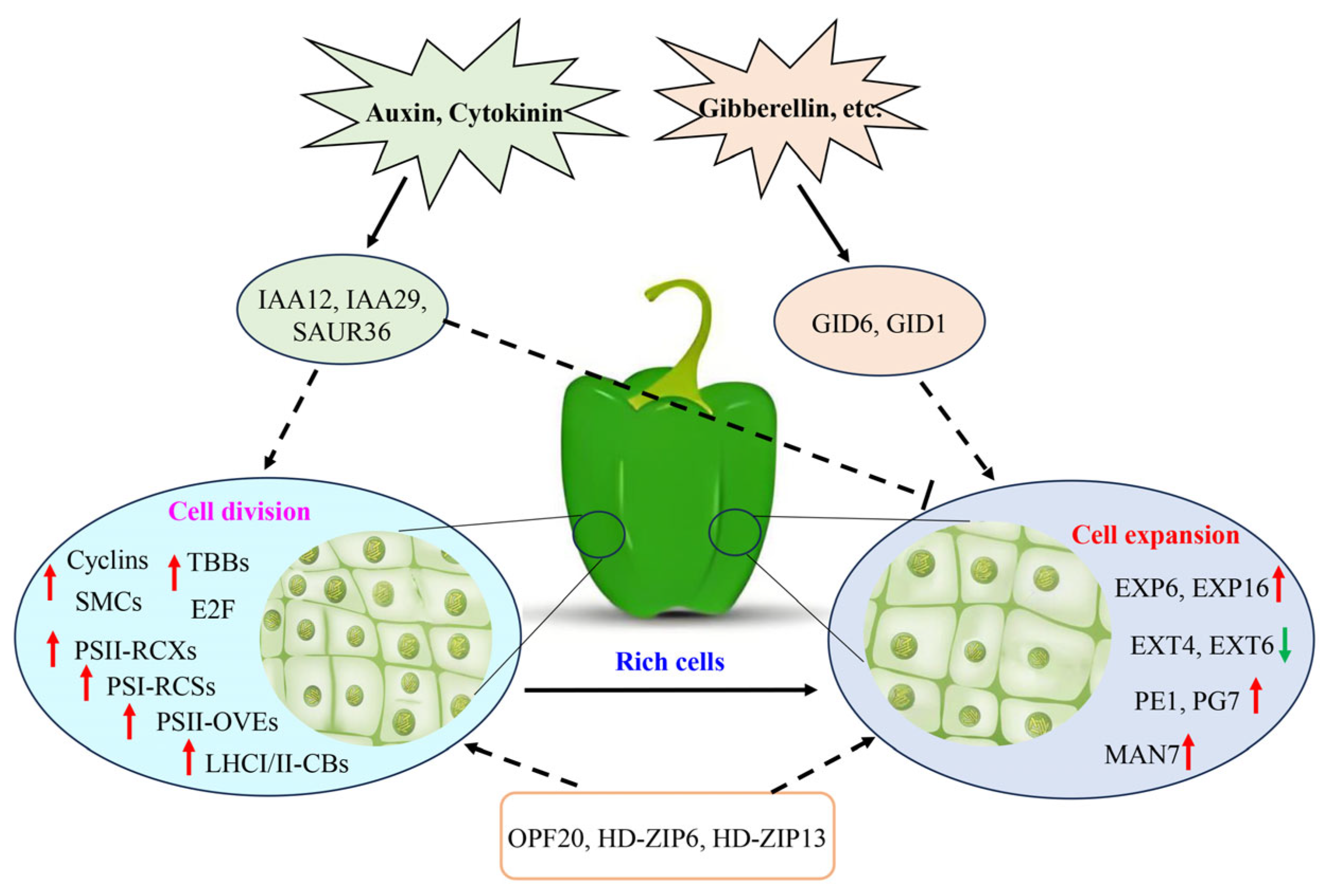Horticulturae 11 01150 g010